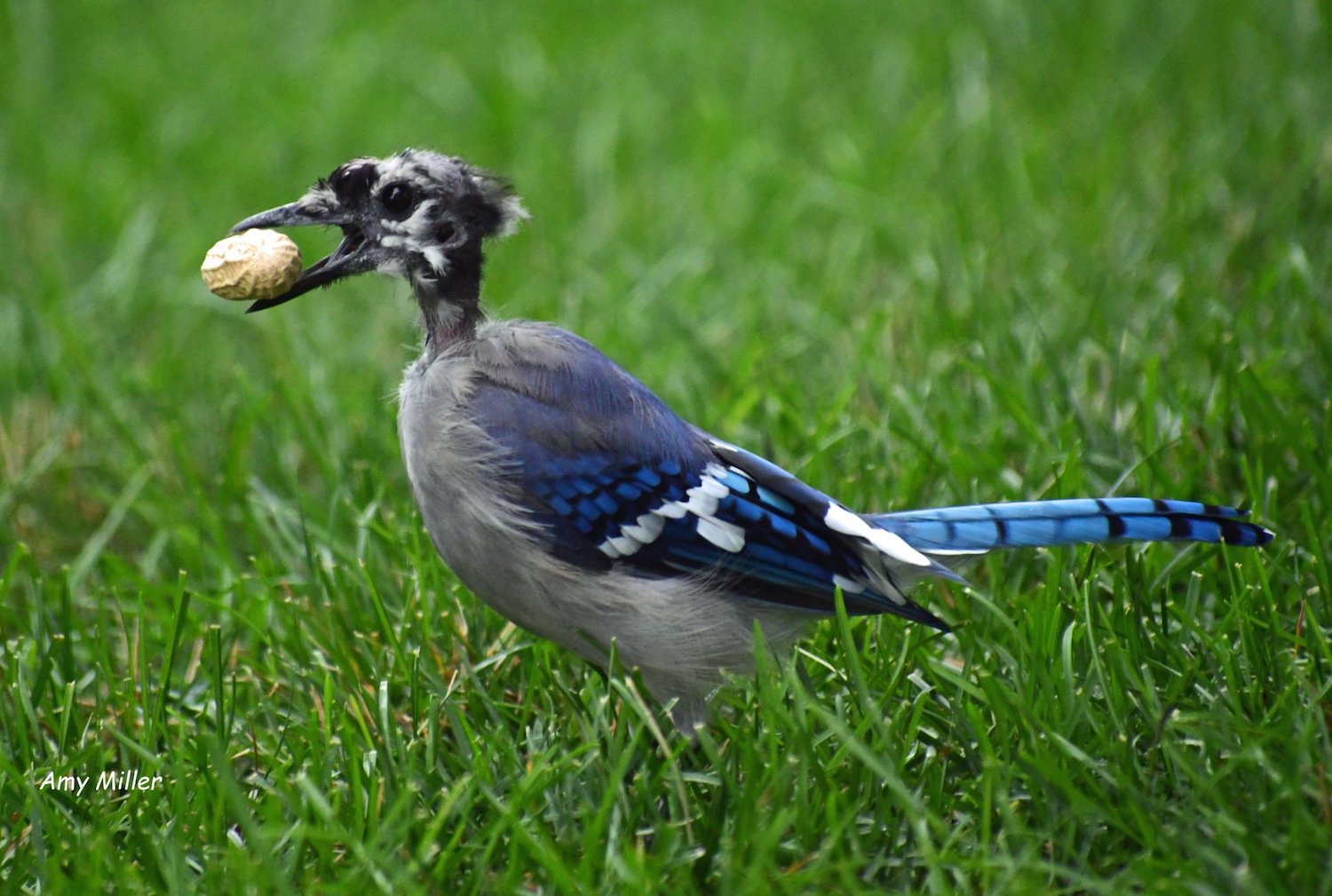 A blue jay in the grass with a peanut in its mouth.
