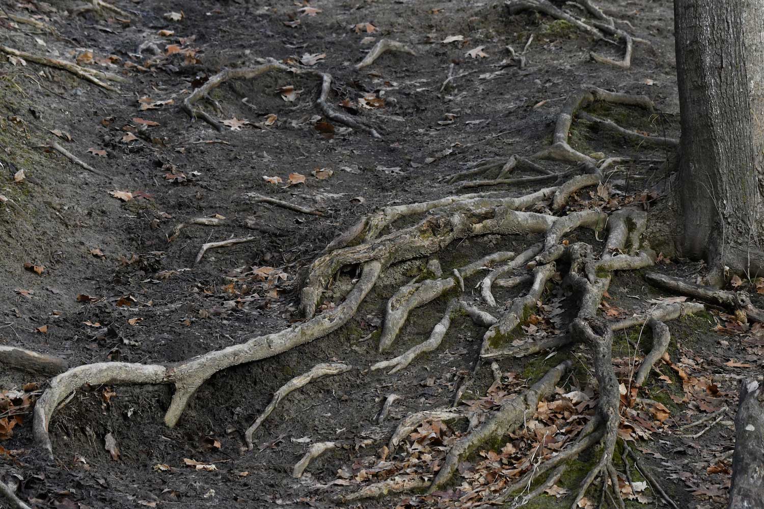 Tree roots spreading out from the base of a tree.