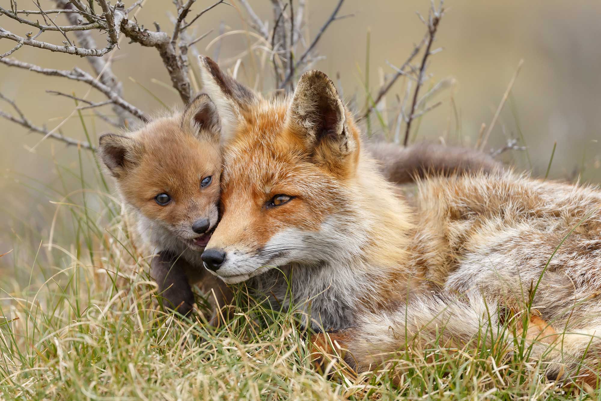 A red fox nuzzling a young red fox. 