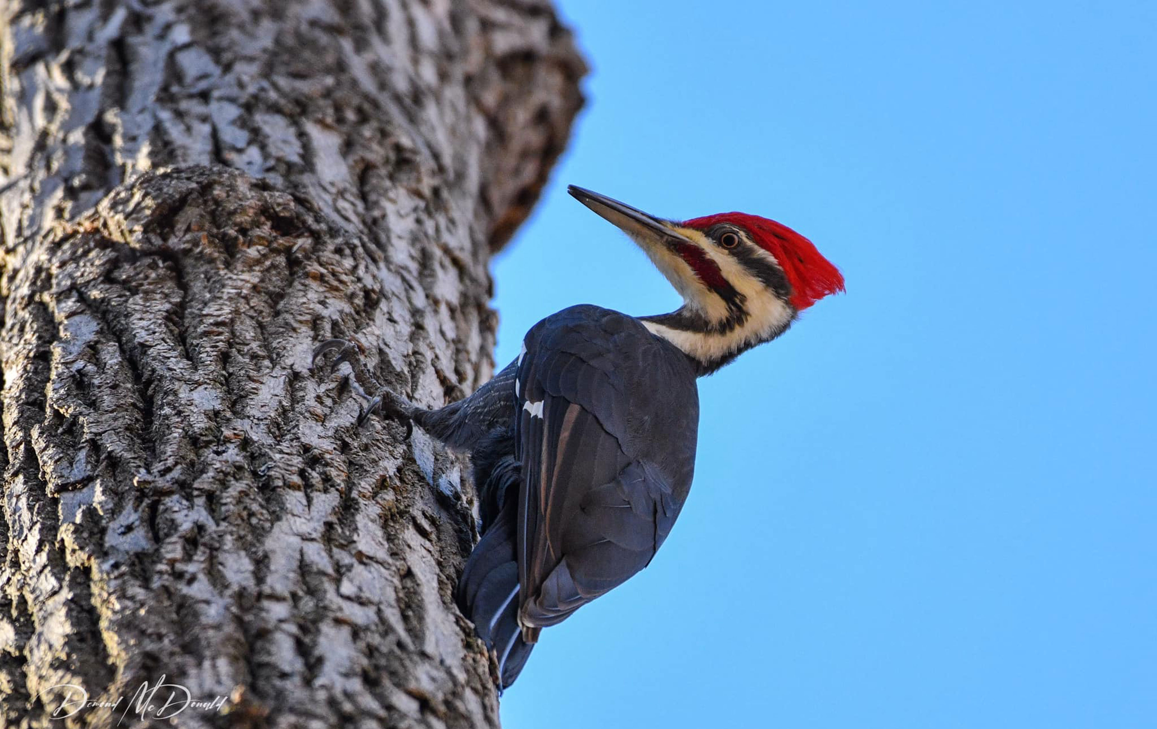 A pileated woodpecker on tree bark.