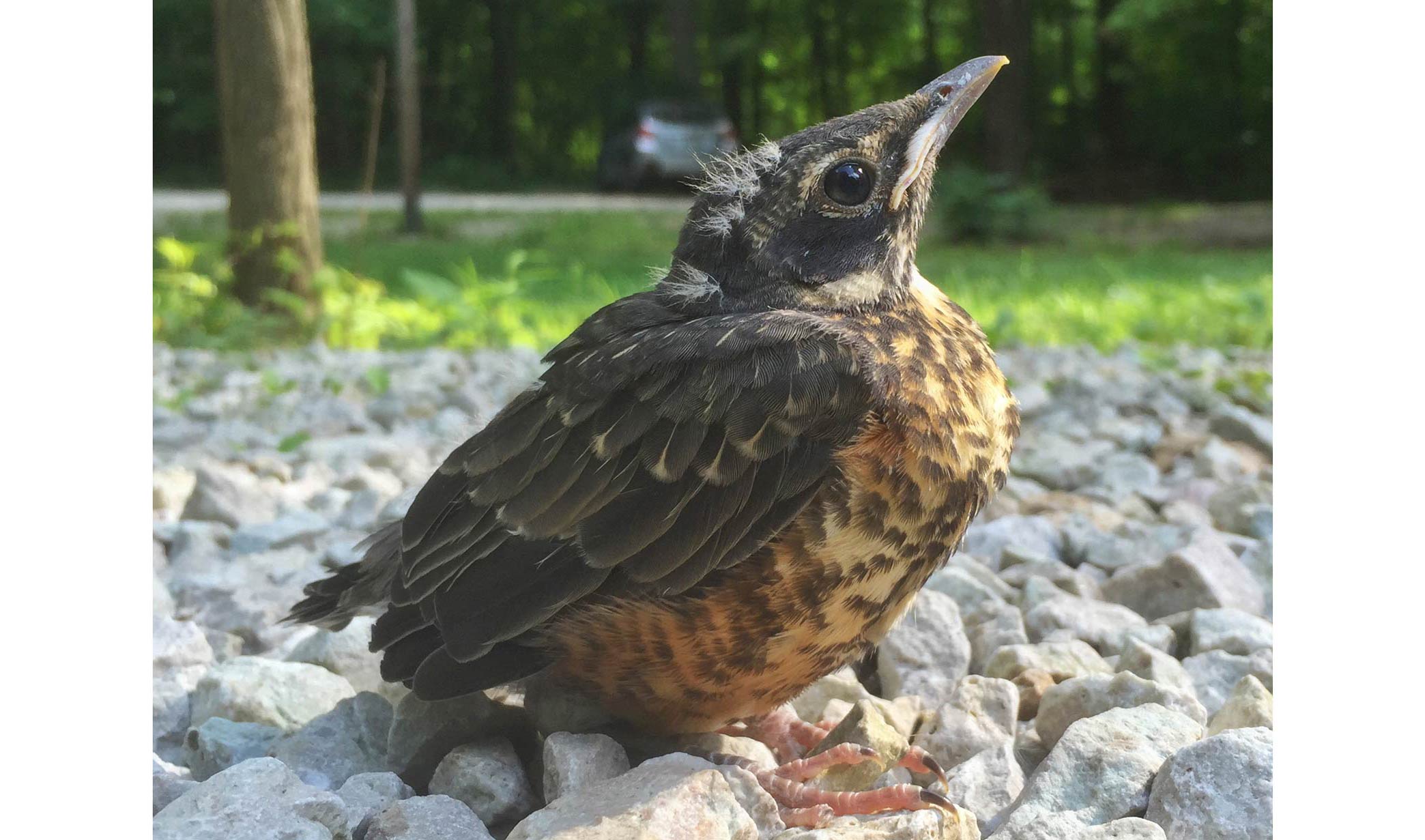 A robin fledgling on the ground.