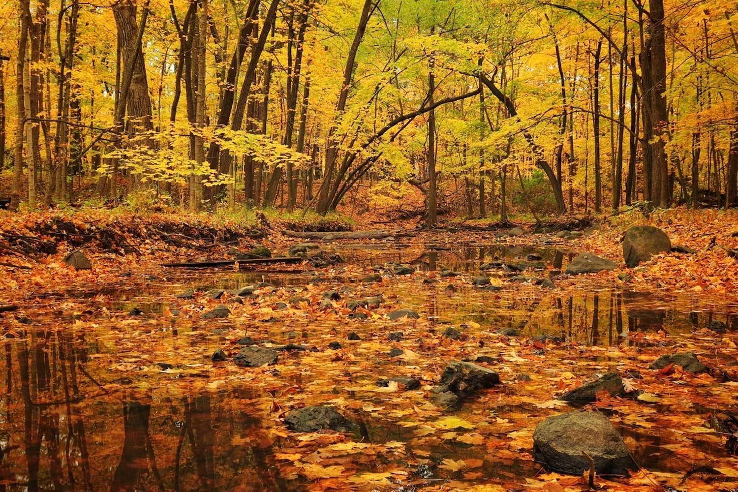 A fall landscape with trees full of yellow and orange leaves.