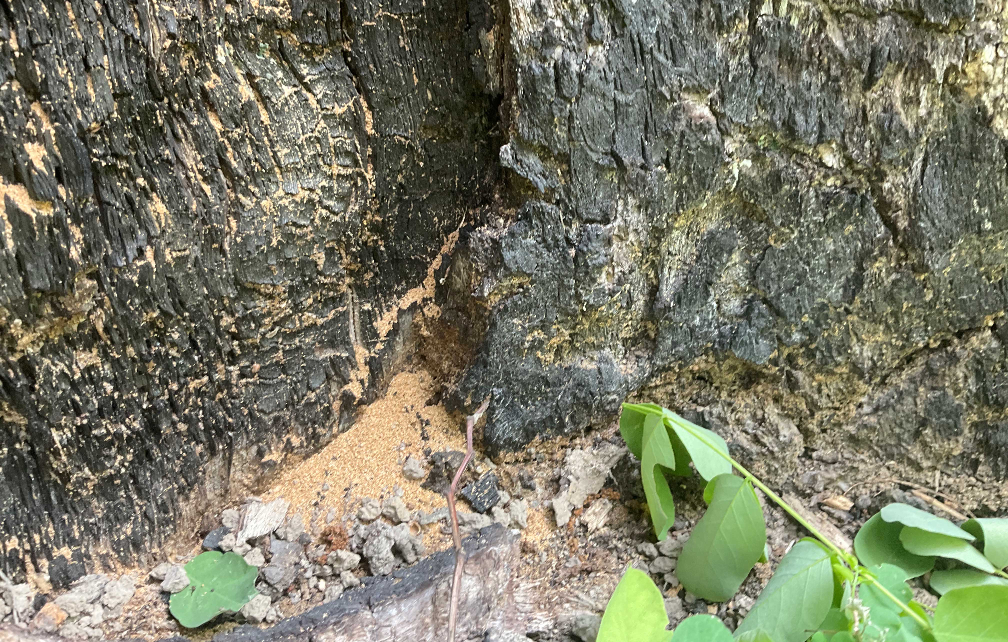Damaged white oak tree bark.