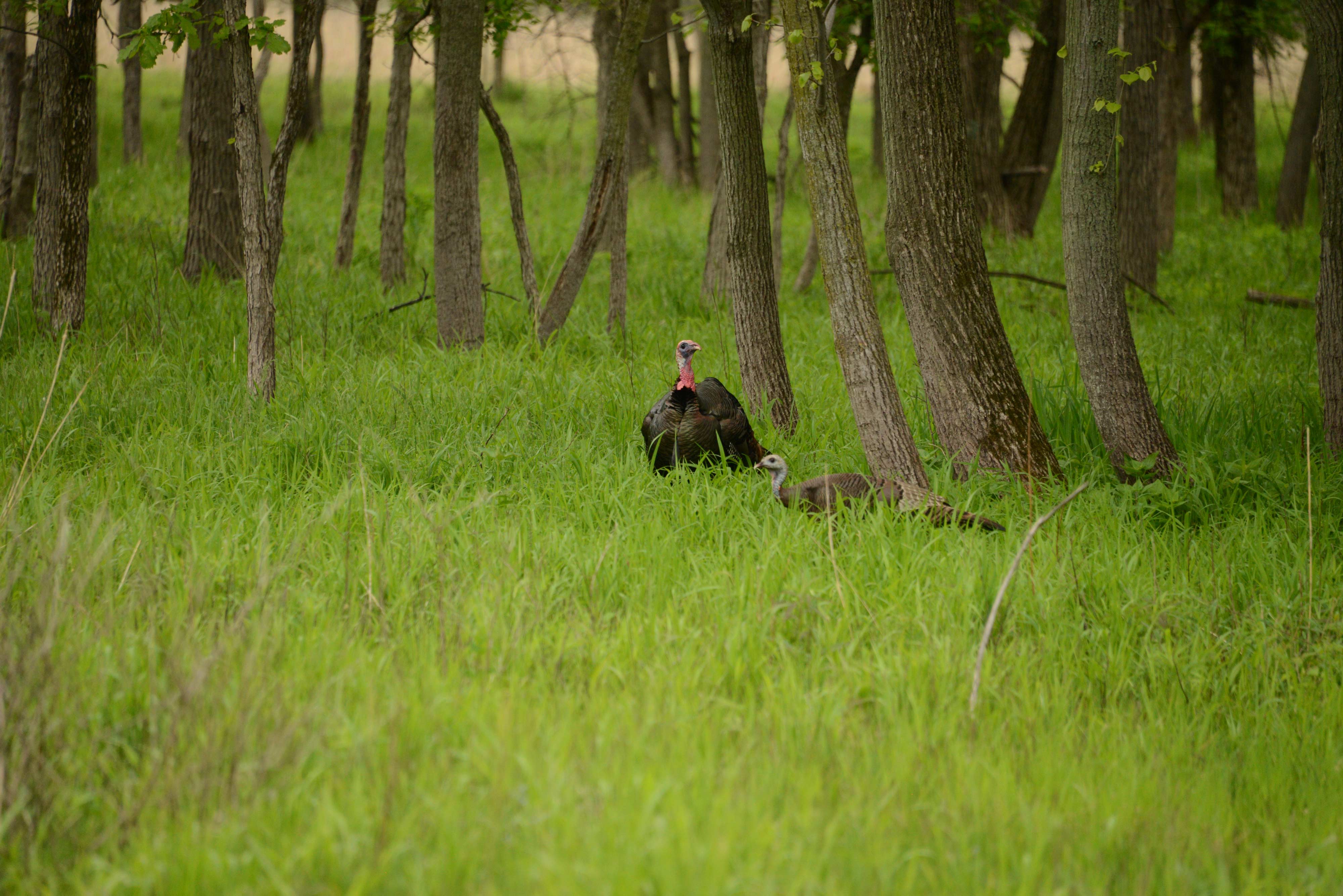 A wild turkey in a field.