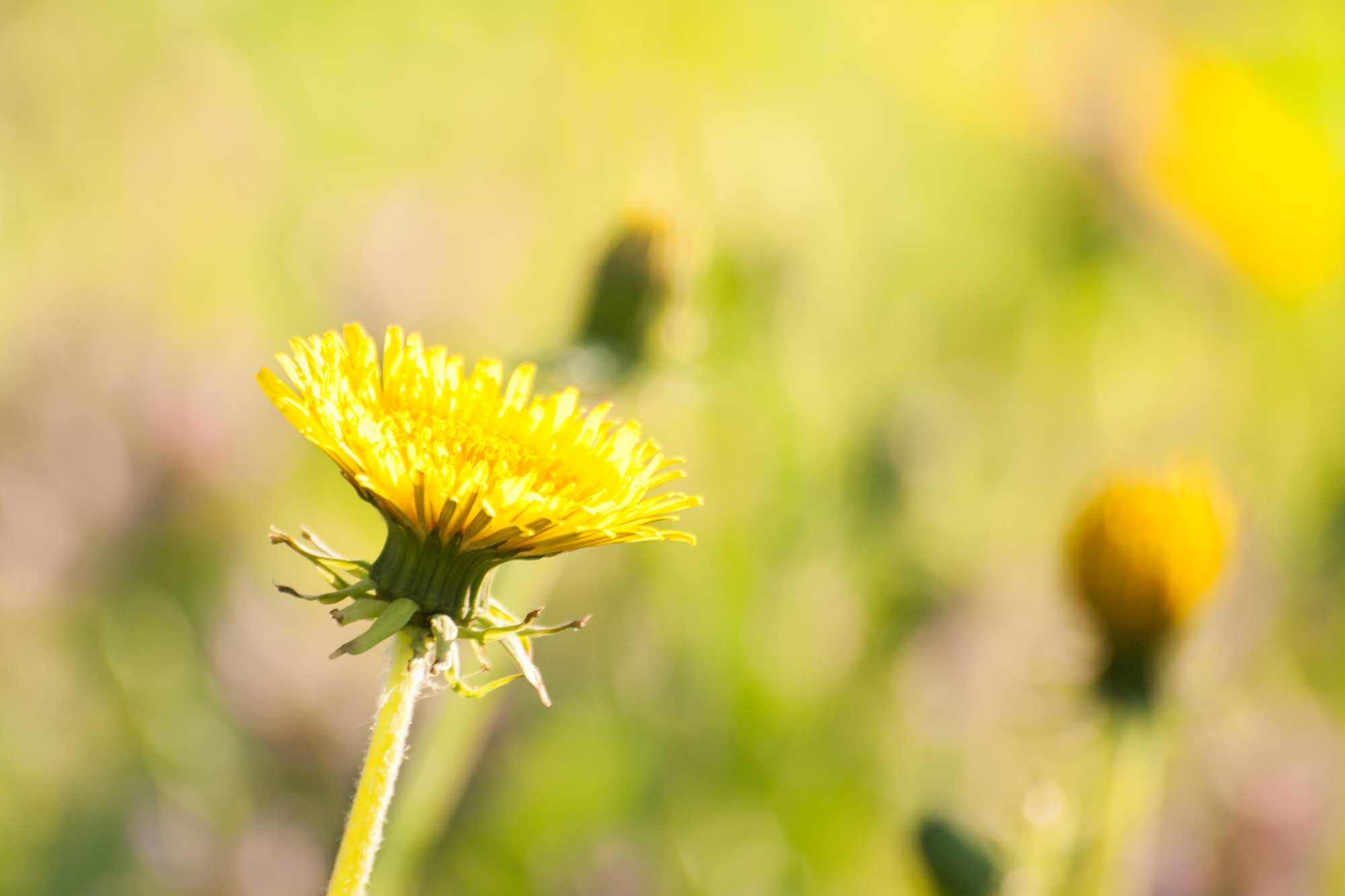 Dandelion in a field