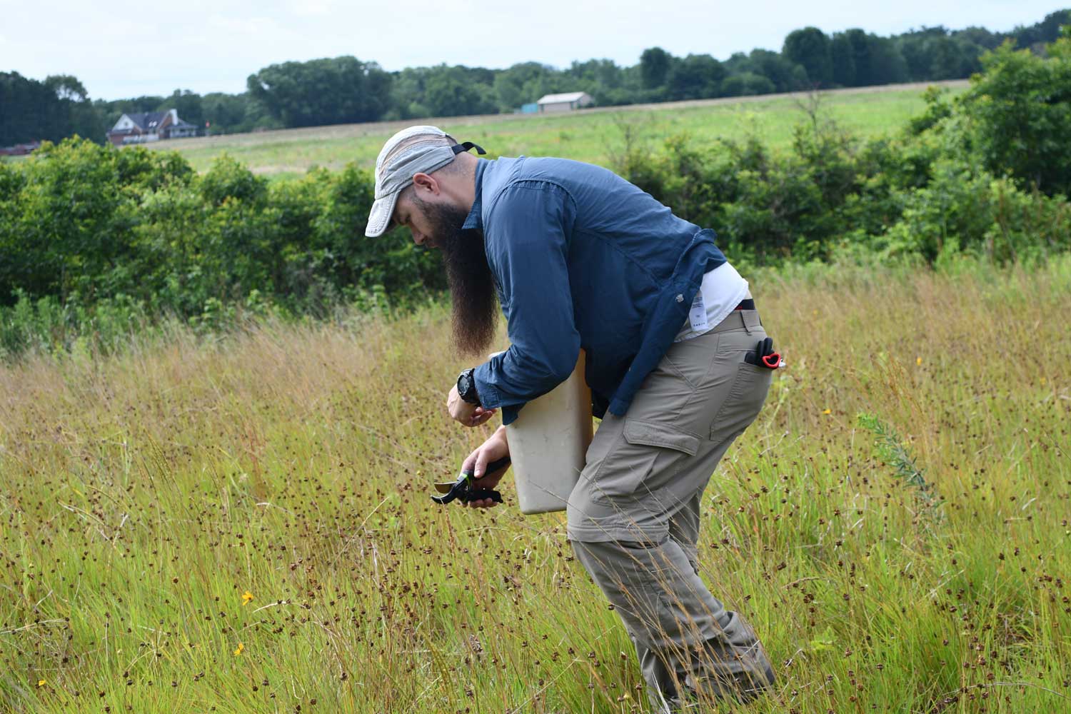 A person bent over in a prairie looking at plants to collect seeds.