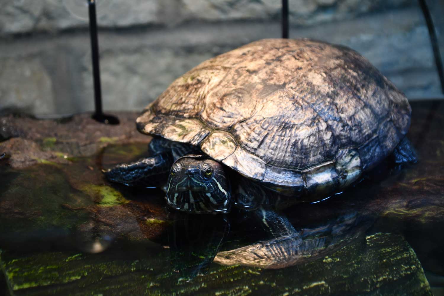 A turtle on the ground in an indoor turtle tank.
