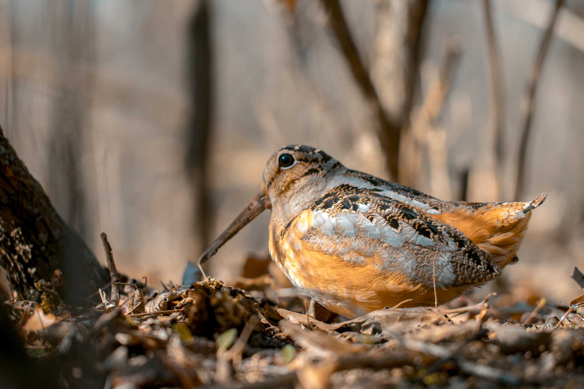 American woodcock on the ground