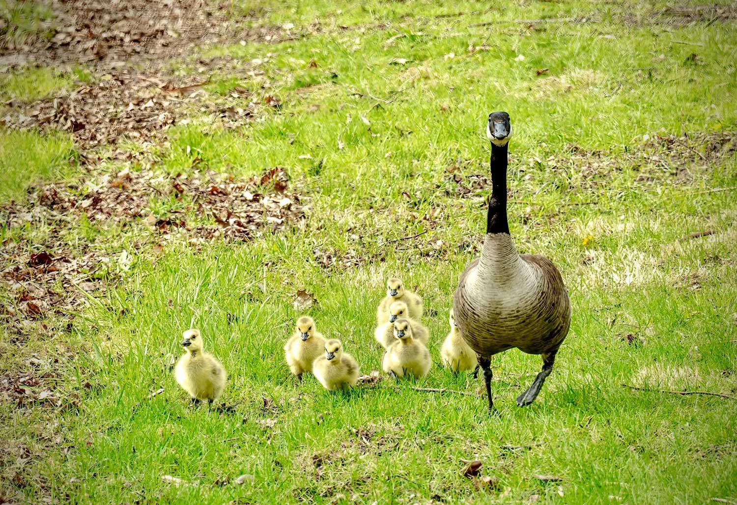 A Canada goose walking in the grass with seven goslings following it.
