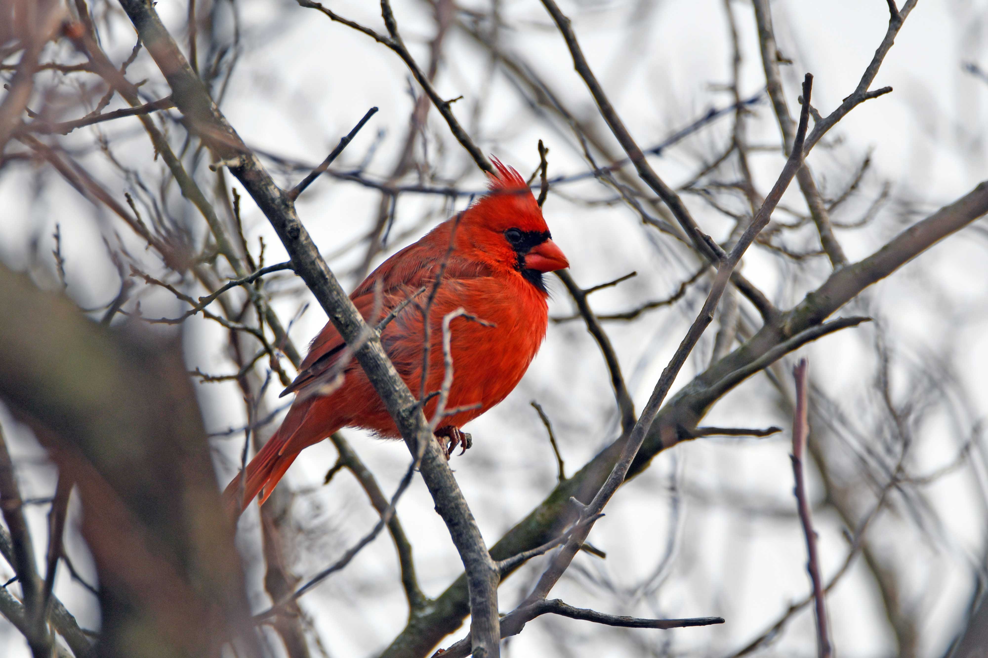 Northern cardinal in a tree