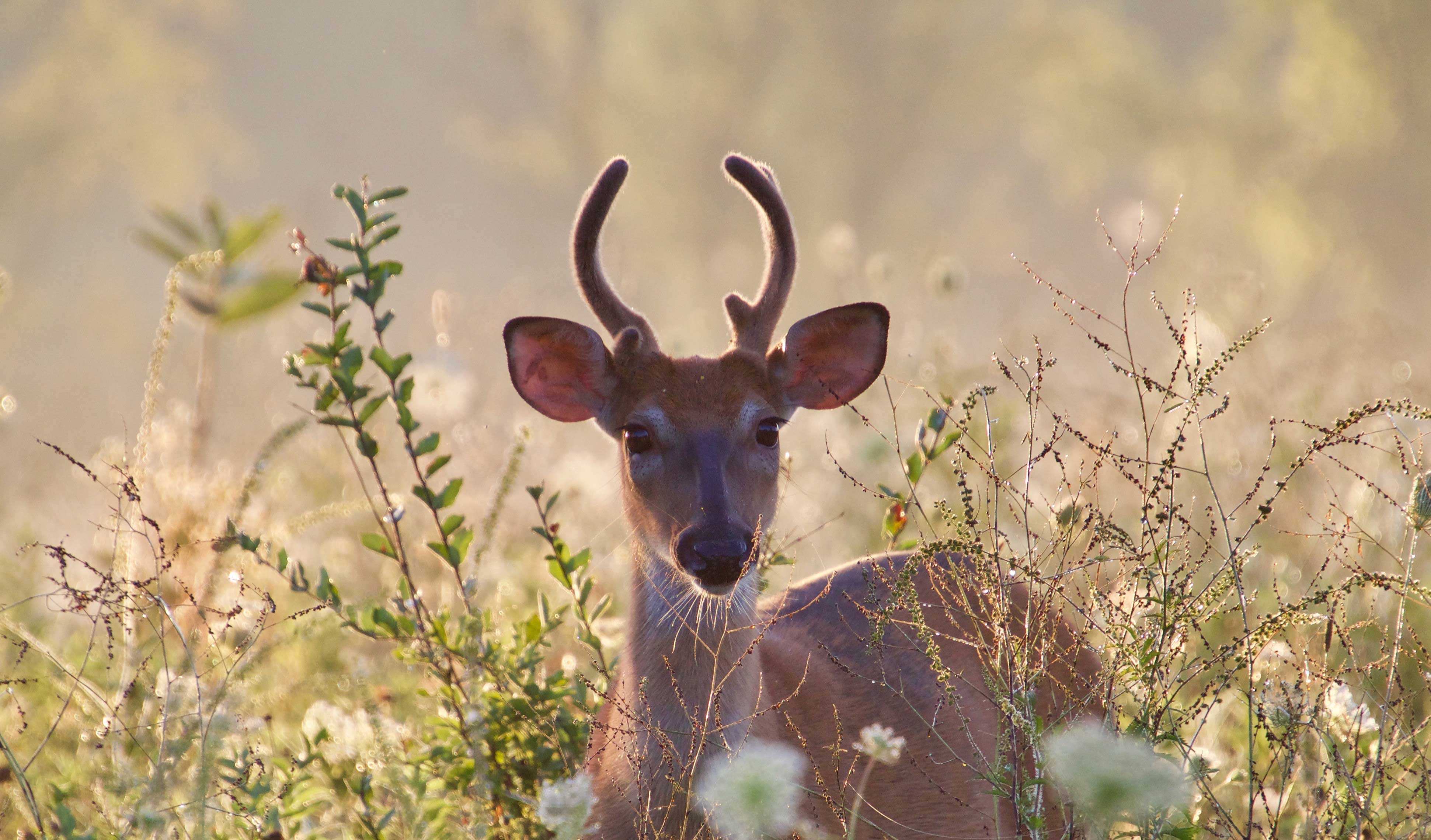 A deer surrounded by vegetation in a field.
