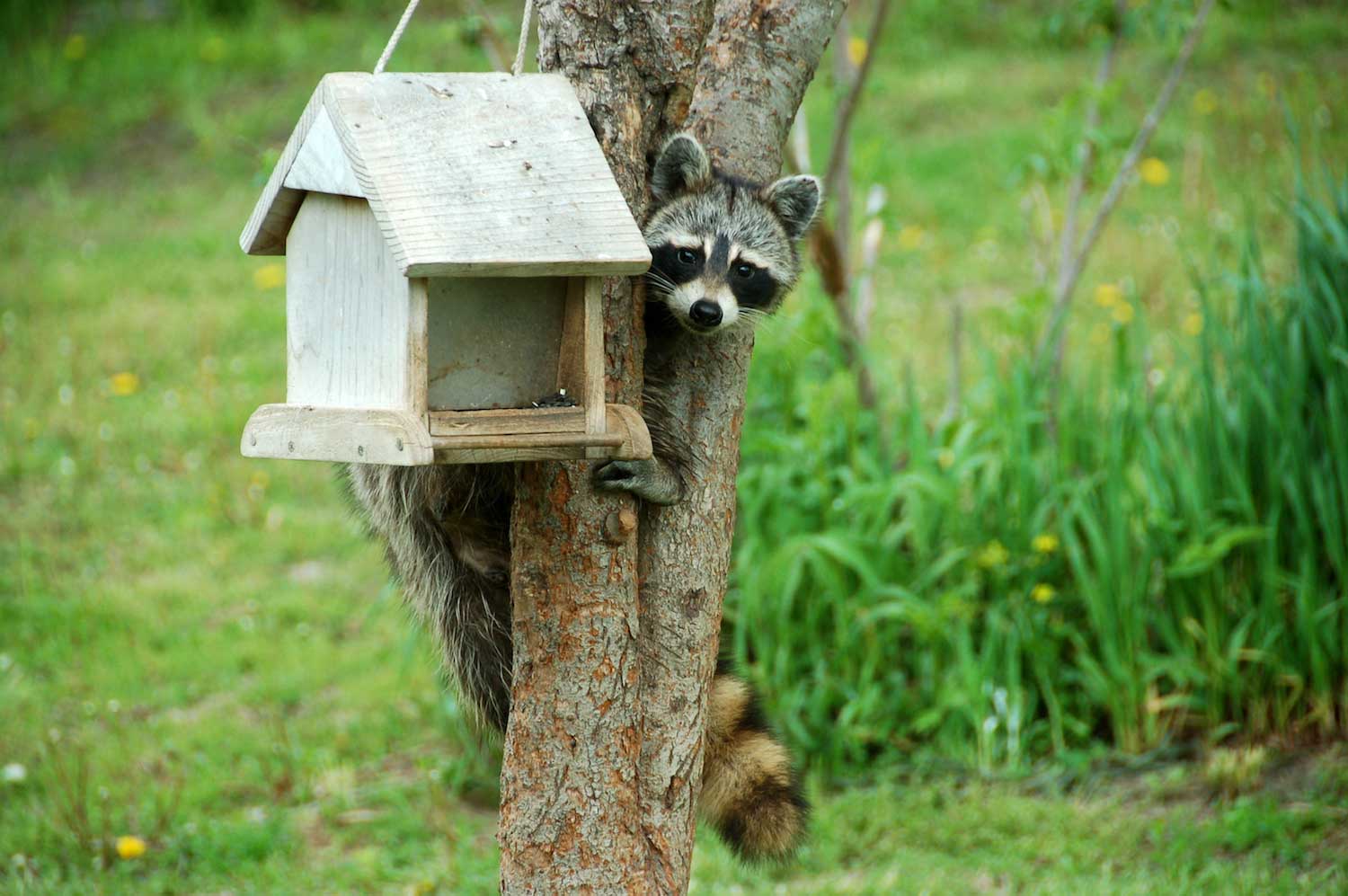 A raccoon hanging on a bird feeder in a tree.