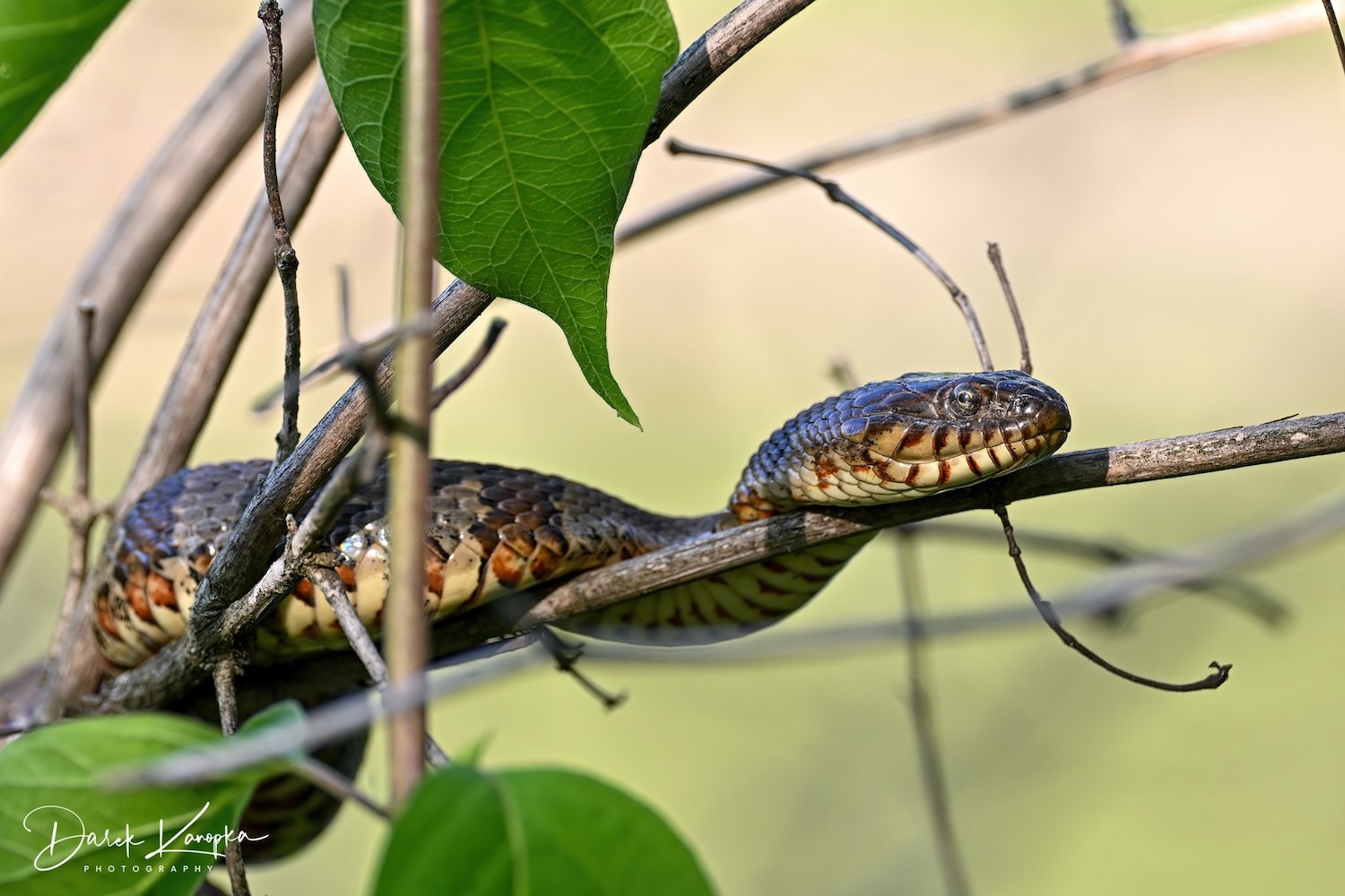 A northern water snake on a tree branch.