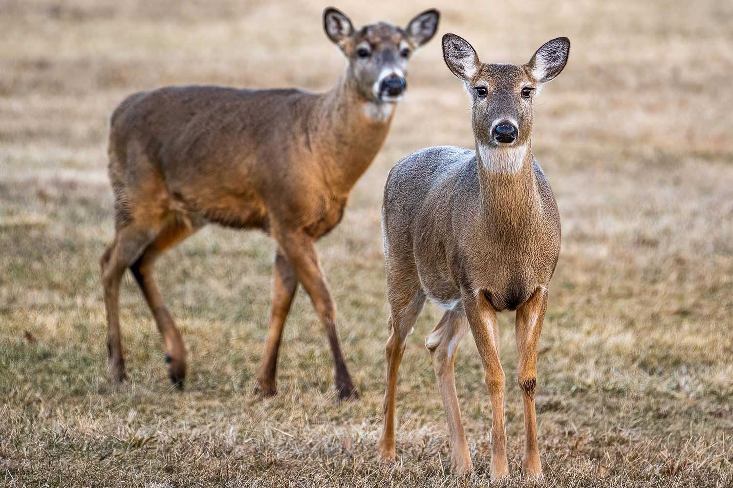 Two deer in a field.