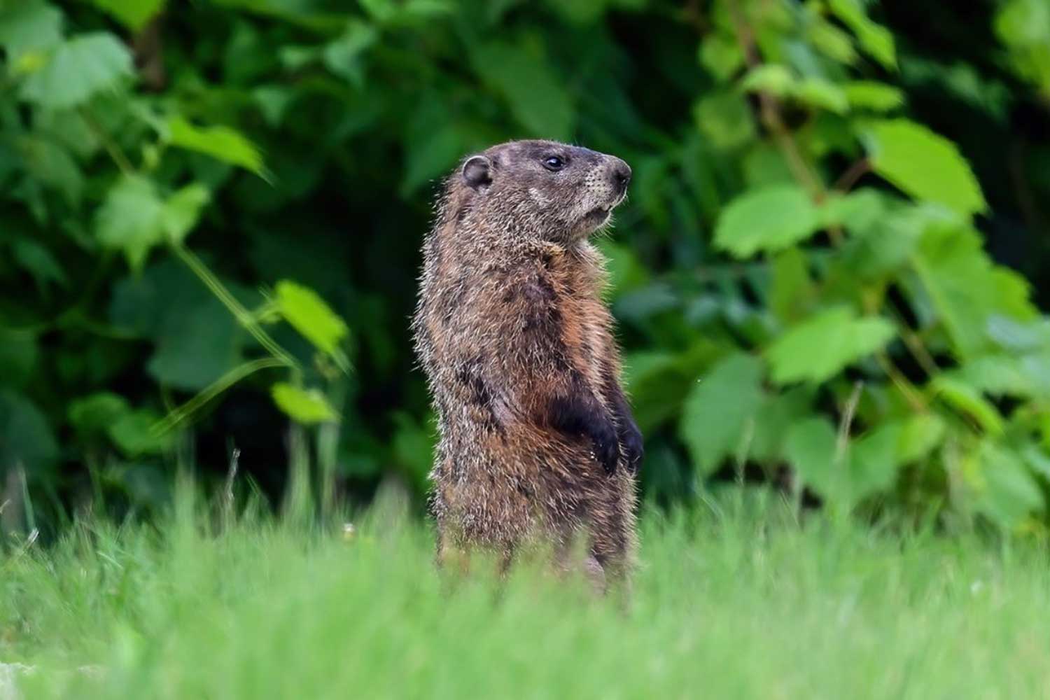 Groundhog standing on two legs in grass with vegetation in the background.
