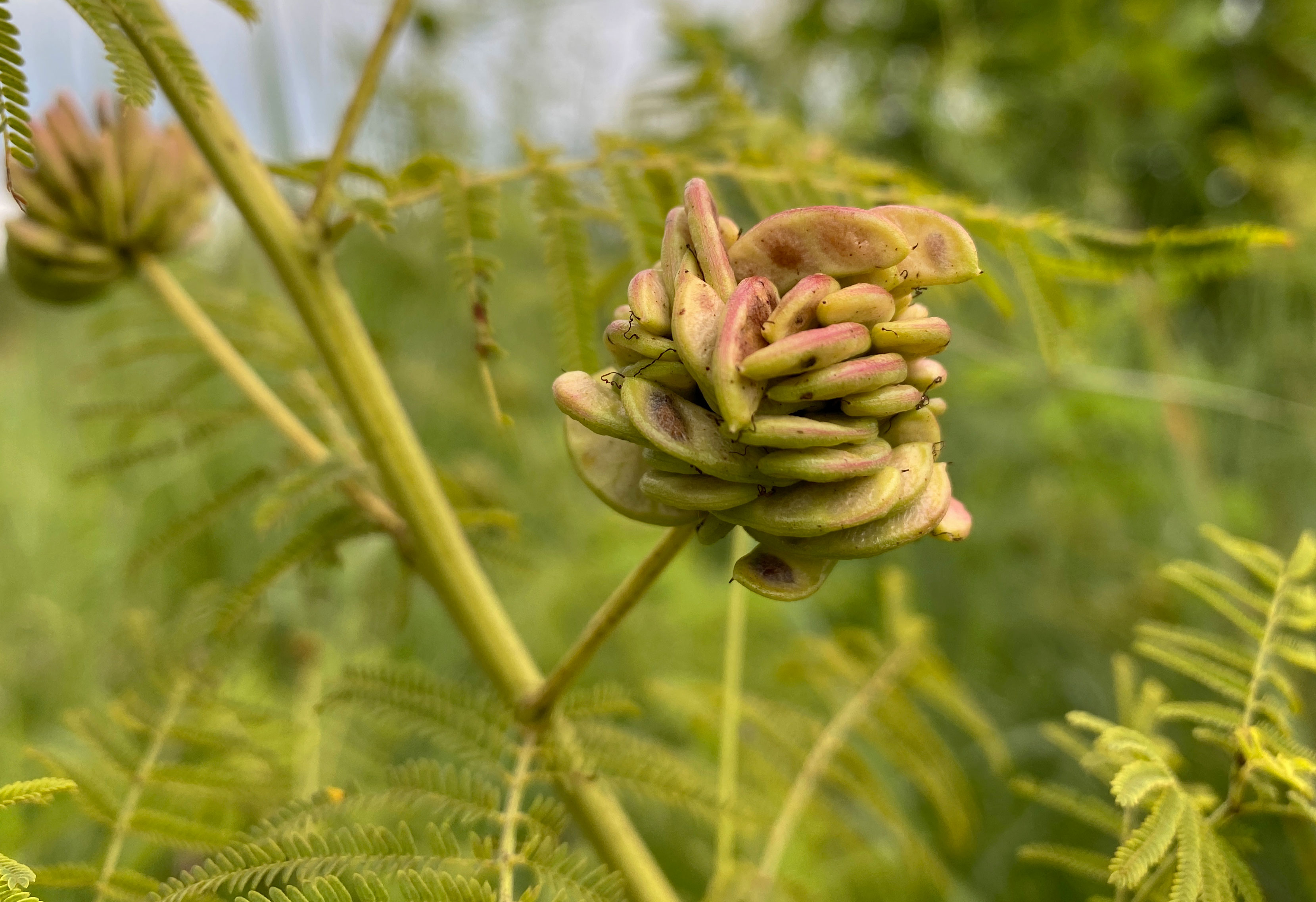 Illinois bundleflower.