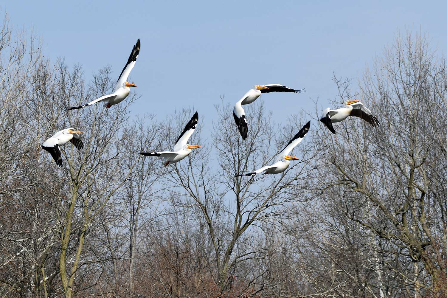 A flock of six penguins in flight with bare trees in the background.