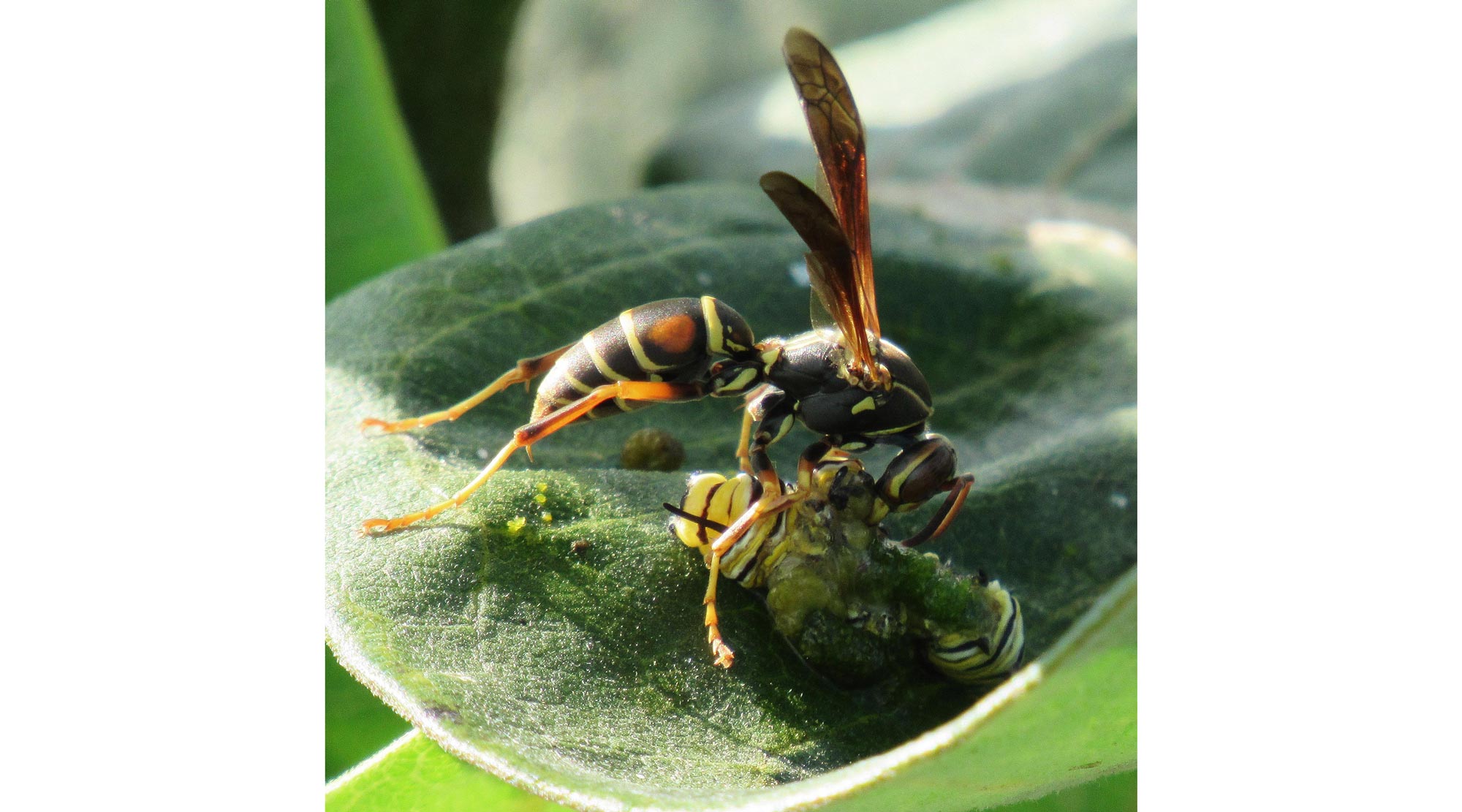 A paper wasp eating a caterpillar.