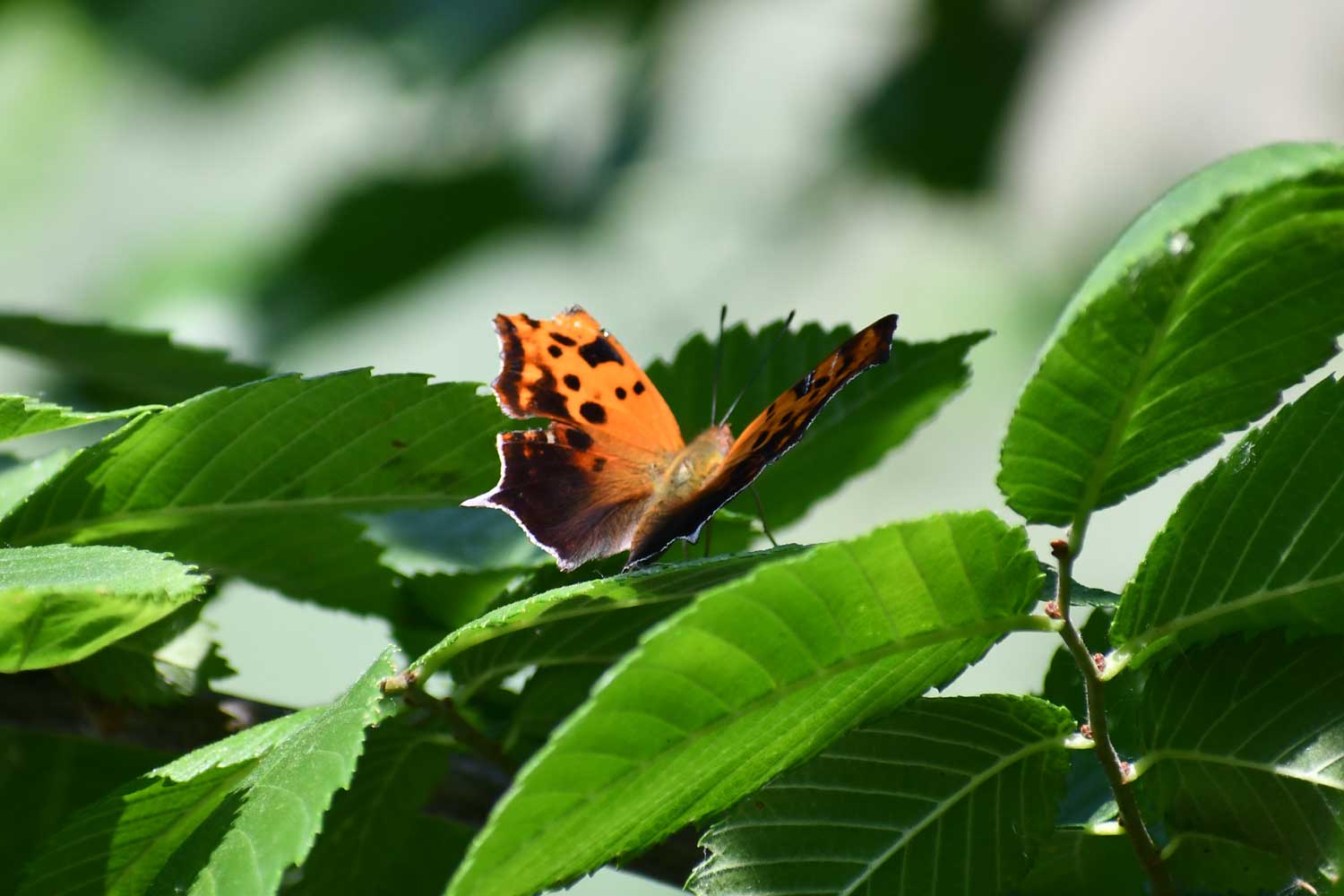 Question mark butterfly on a leaf.