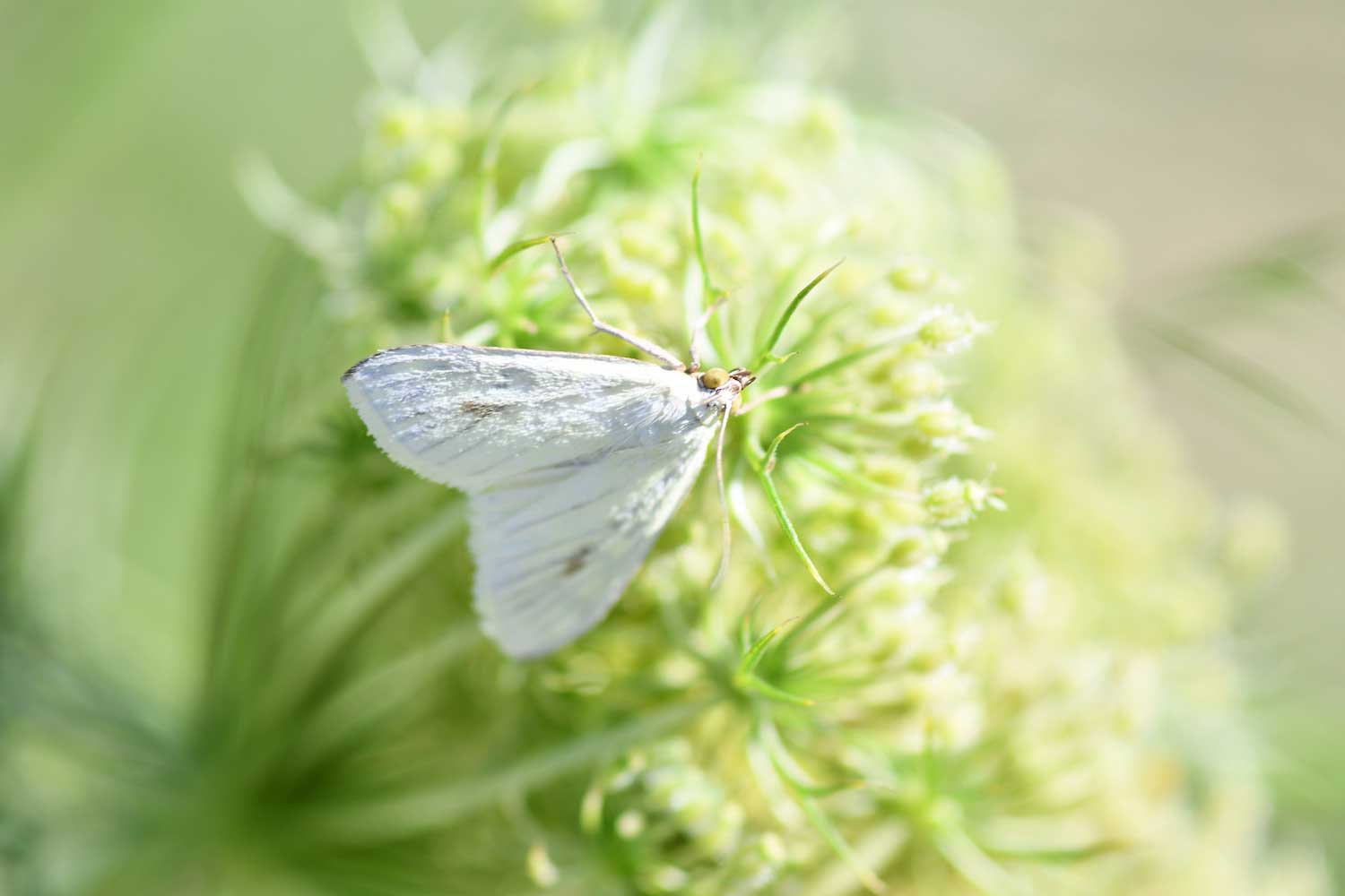 A white moth atop a green plant bloom.