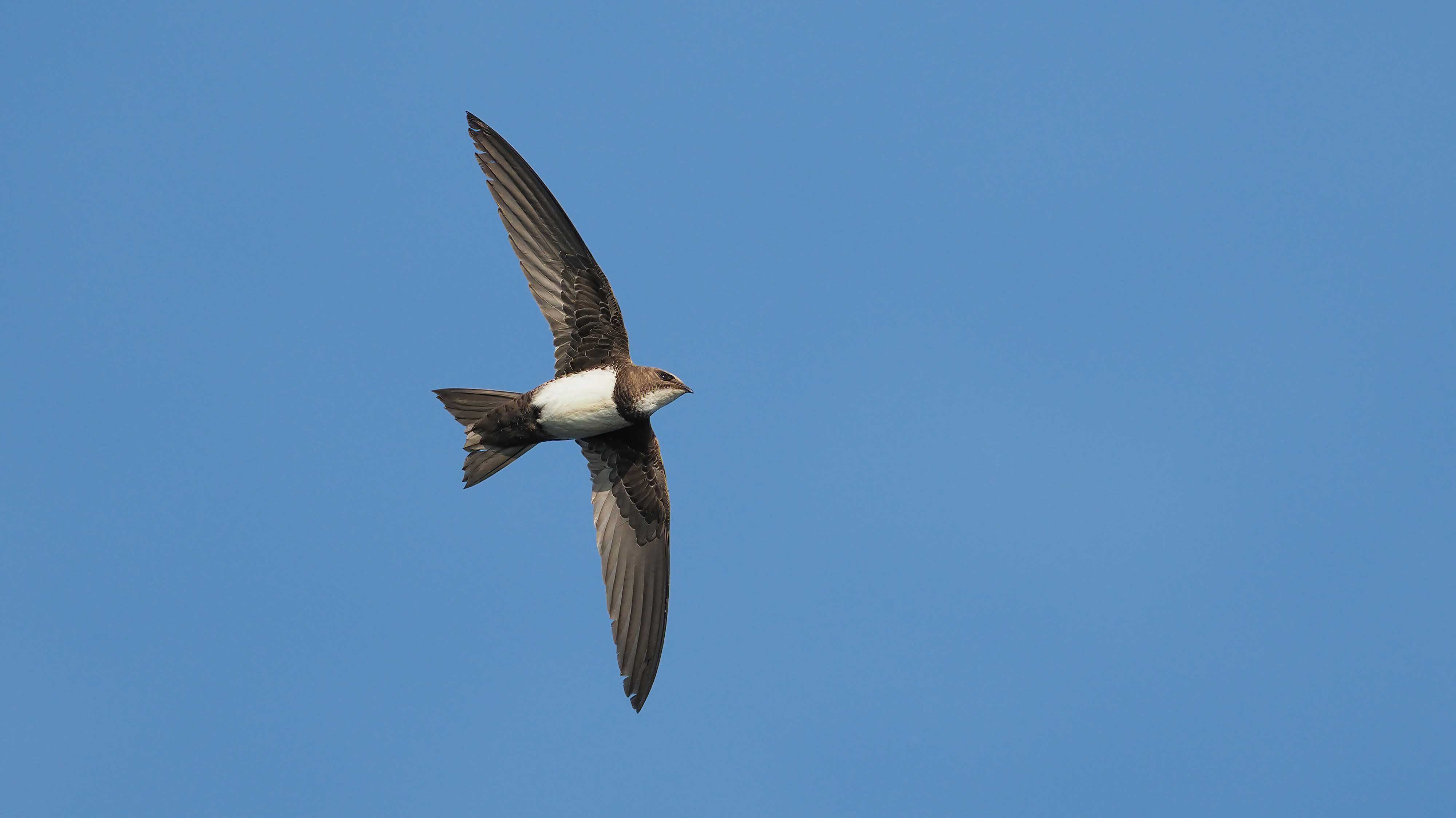 Alpine swift gliding in the sky