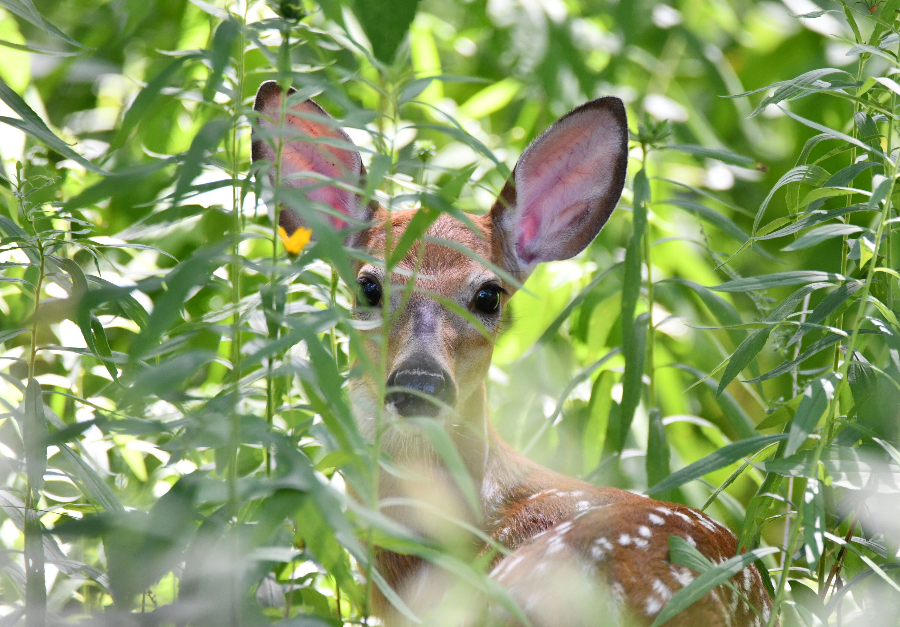 A fawn laying in vegetation.