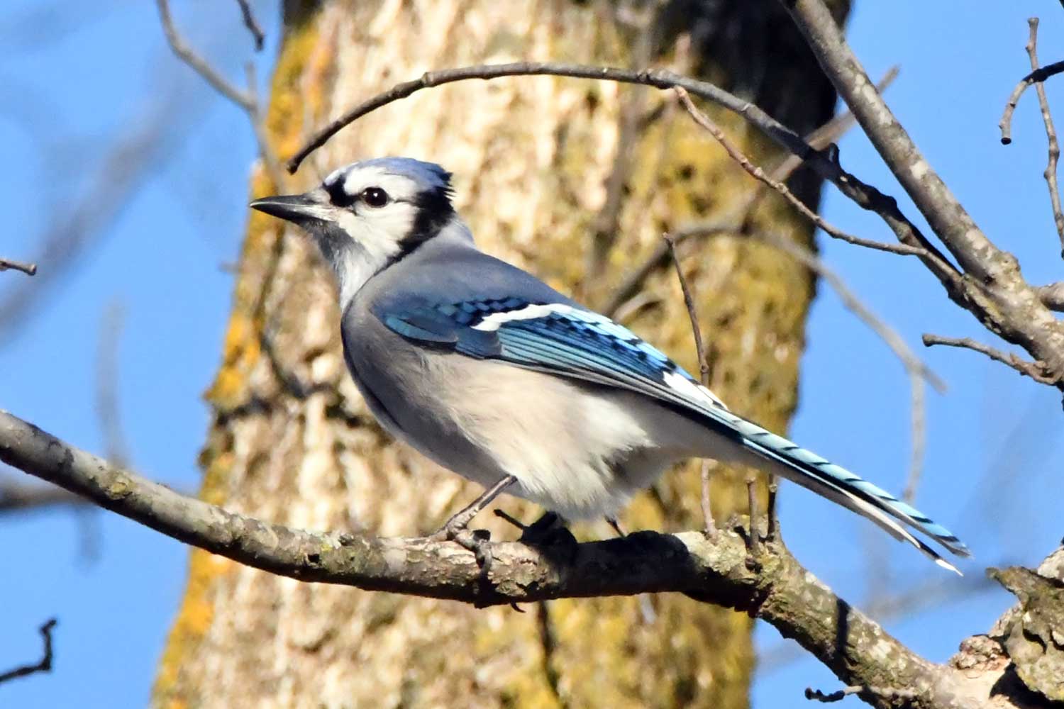 Blue jay perched on a branch.