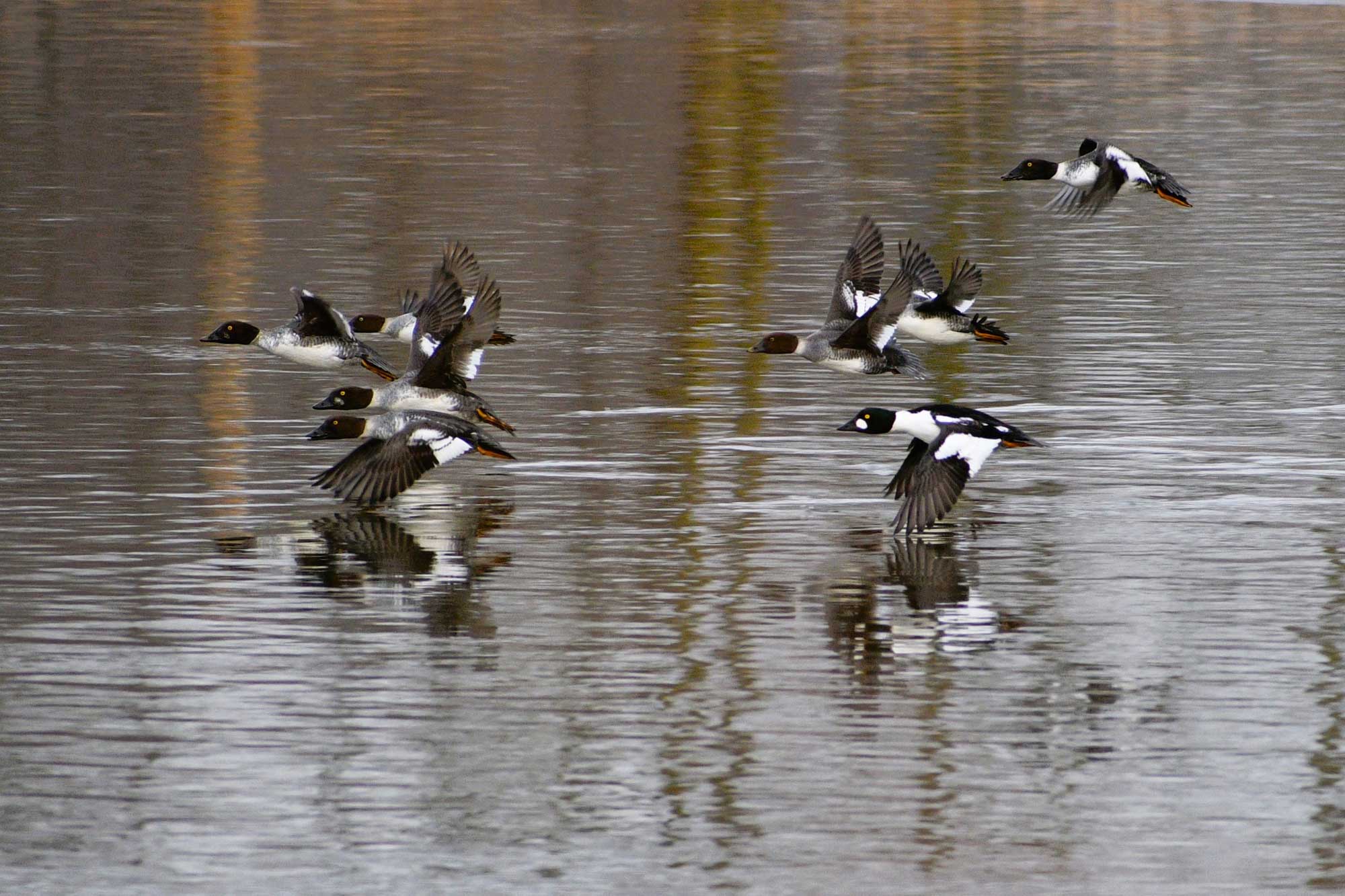 Common goldeneyes