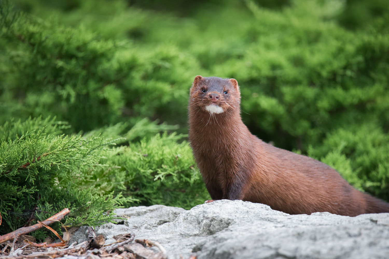 A mink looking off in the distance