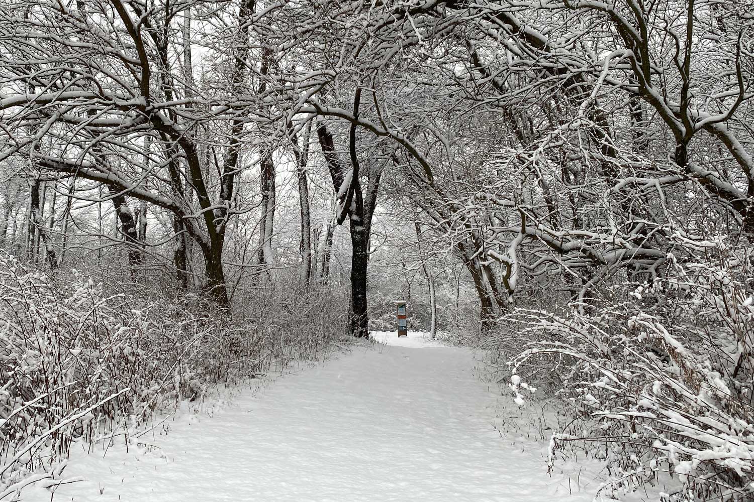 Snow covered trail at Sugar Creek.