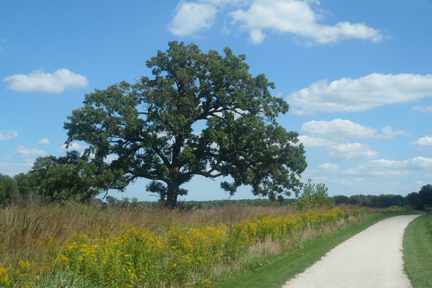 An oak tree along the trail.