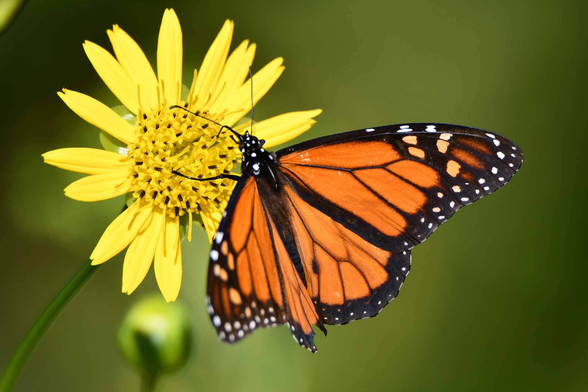 A monarch on a wildflower.