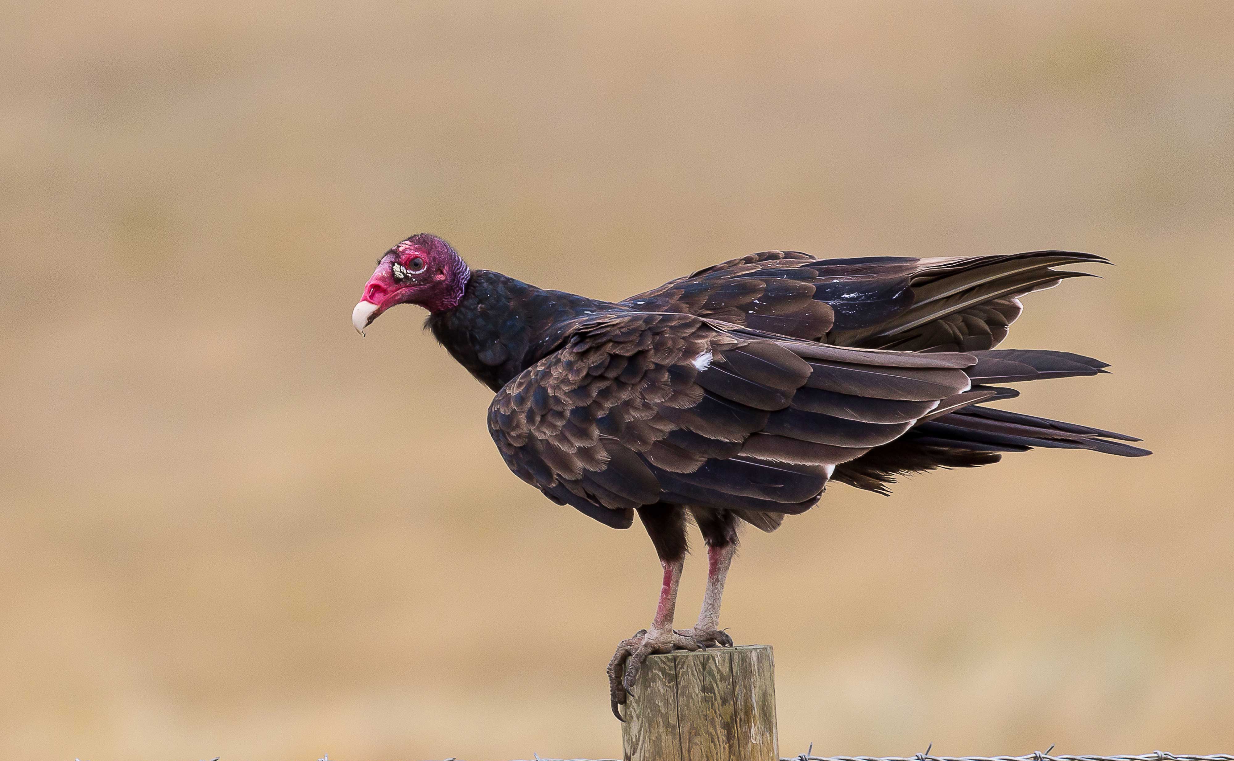 Turkey vulture on a fence post