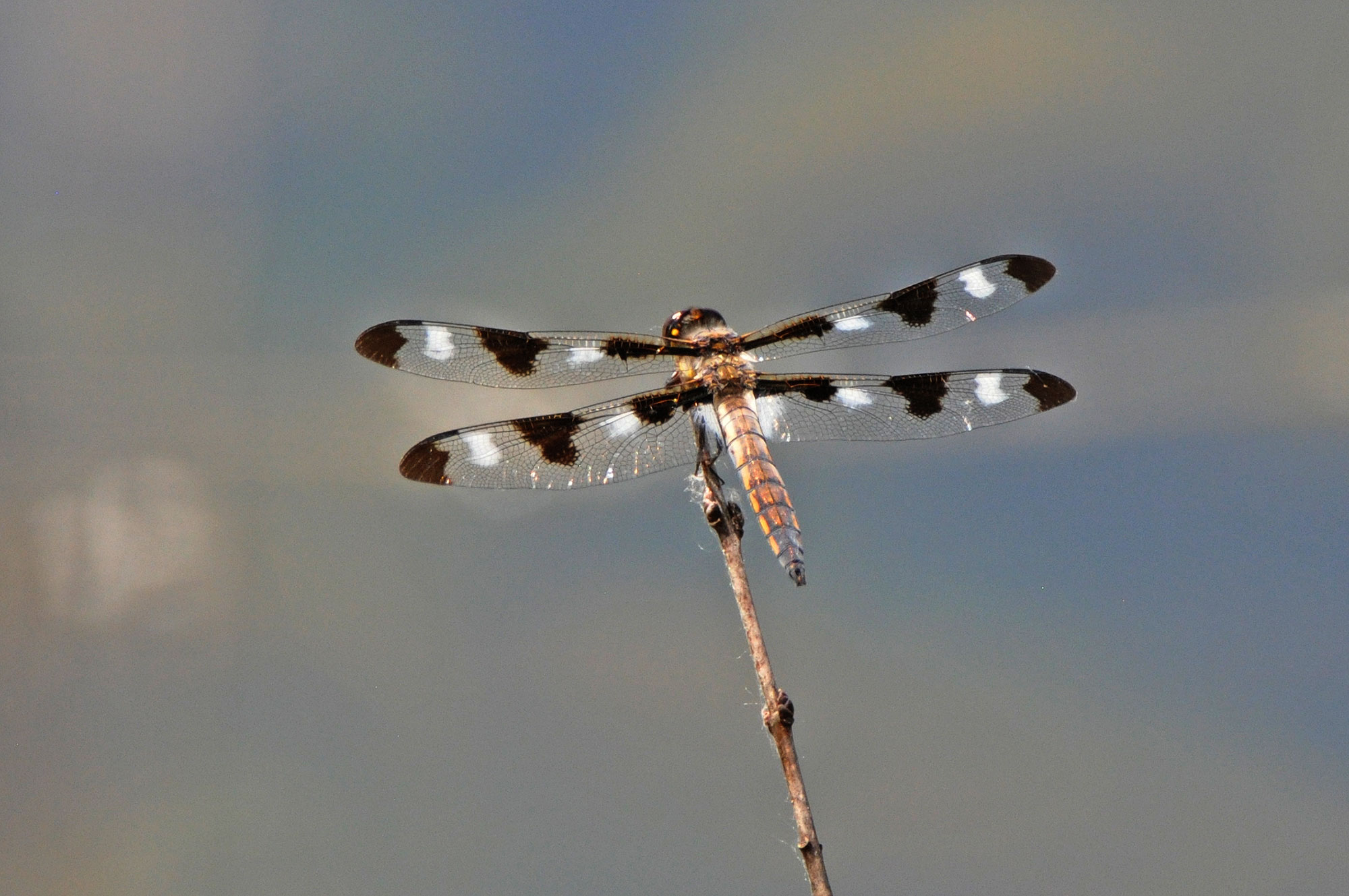 The twelve-spotted skimmer.