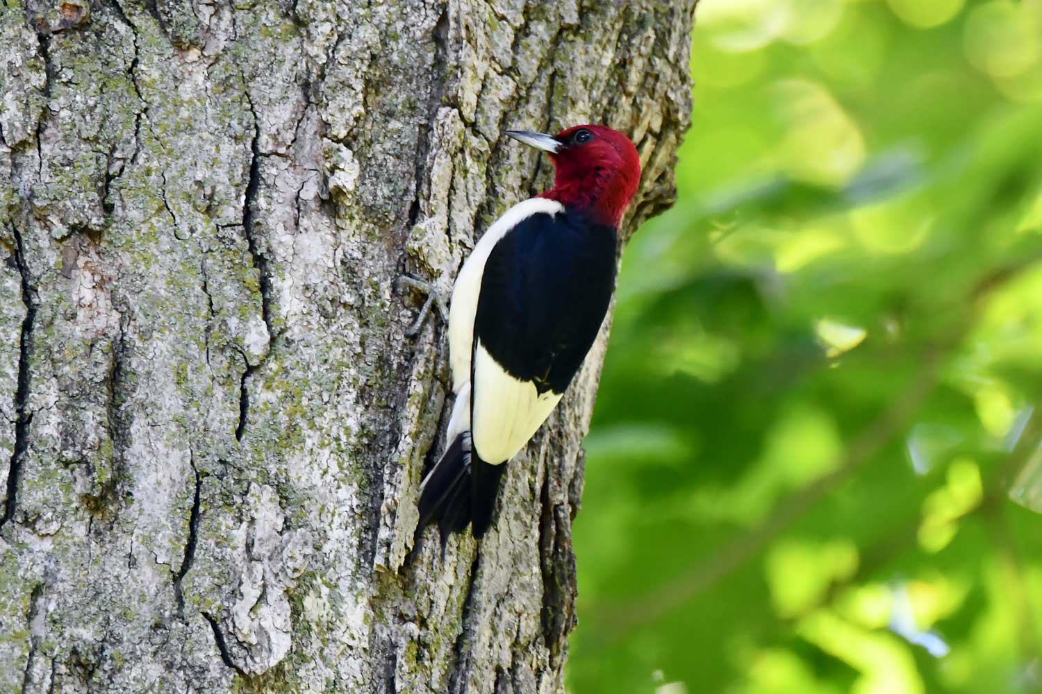 Red headed woodpecker on a tree.