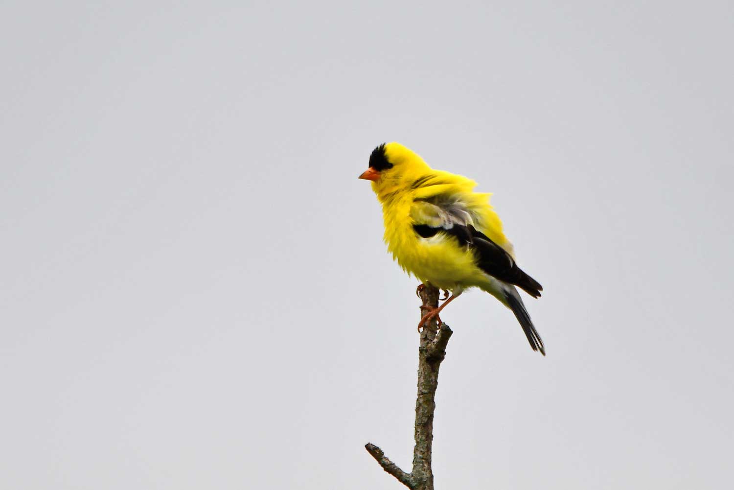 A goldfinch perched atop a tree branch.
