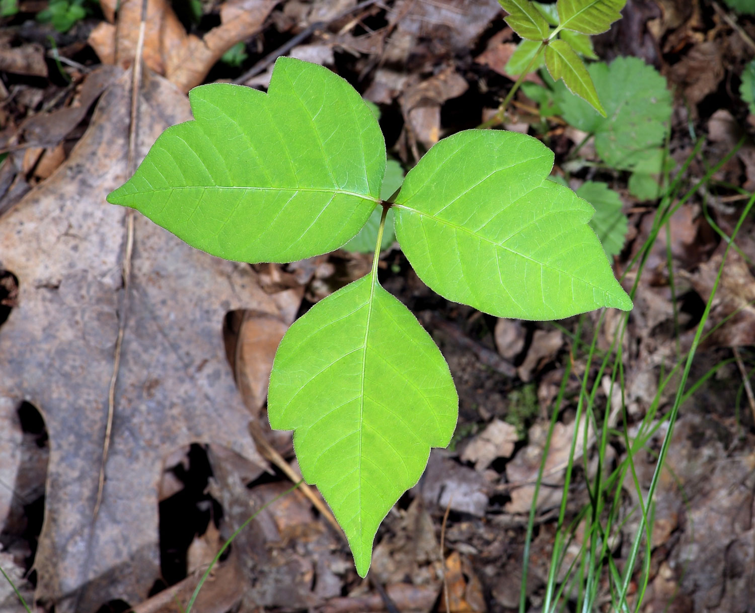 Poison ivy on the forest floor