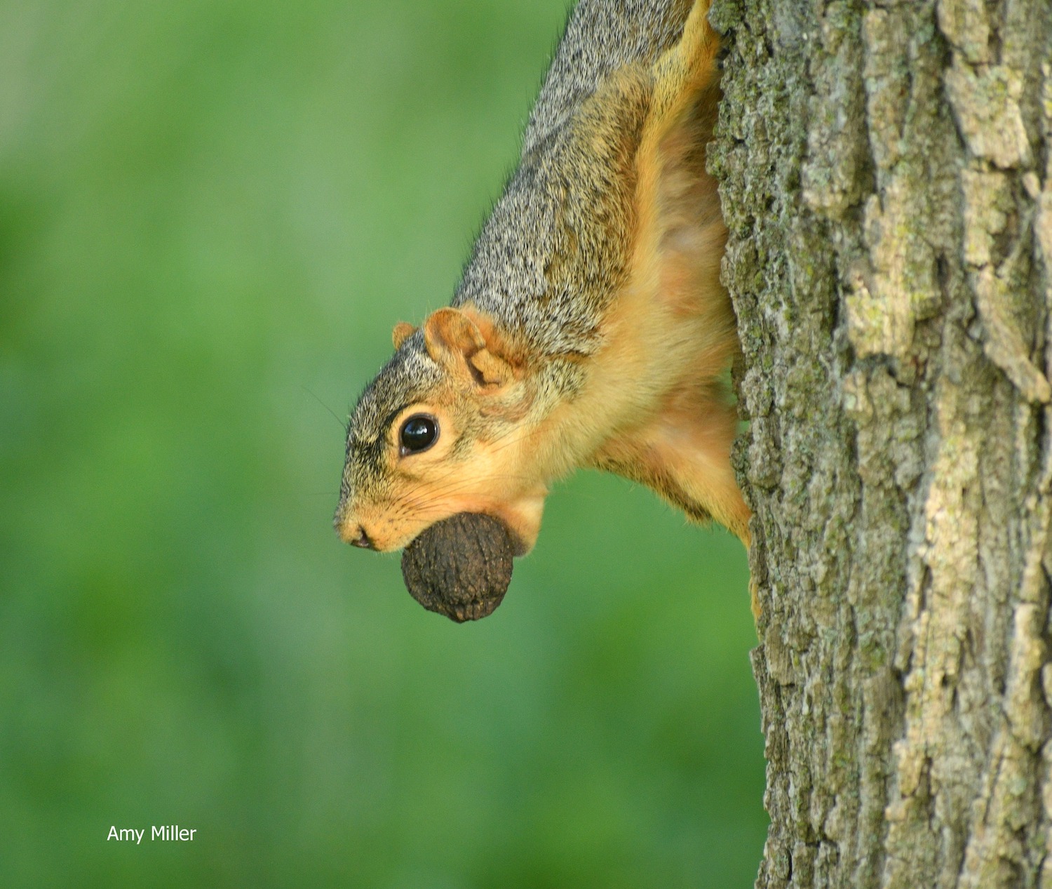 A squirrel moving down a tree trunk with a nut in its mouth.
