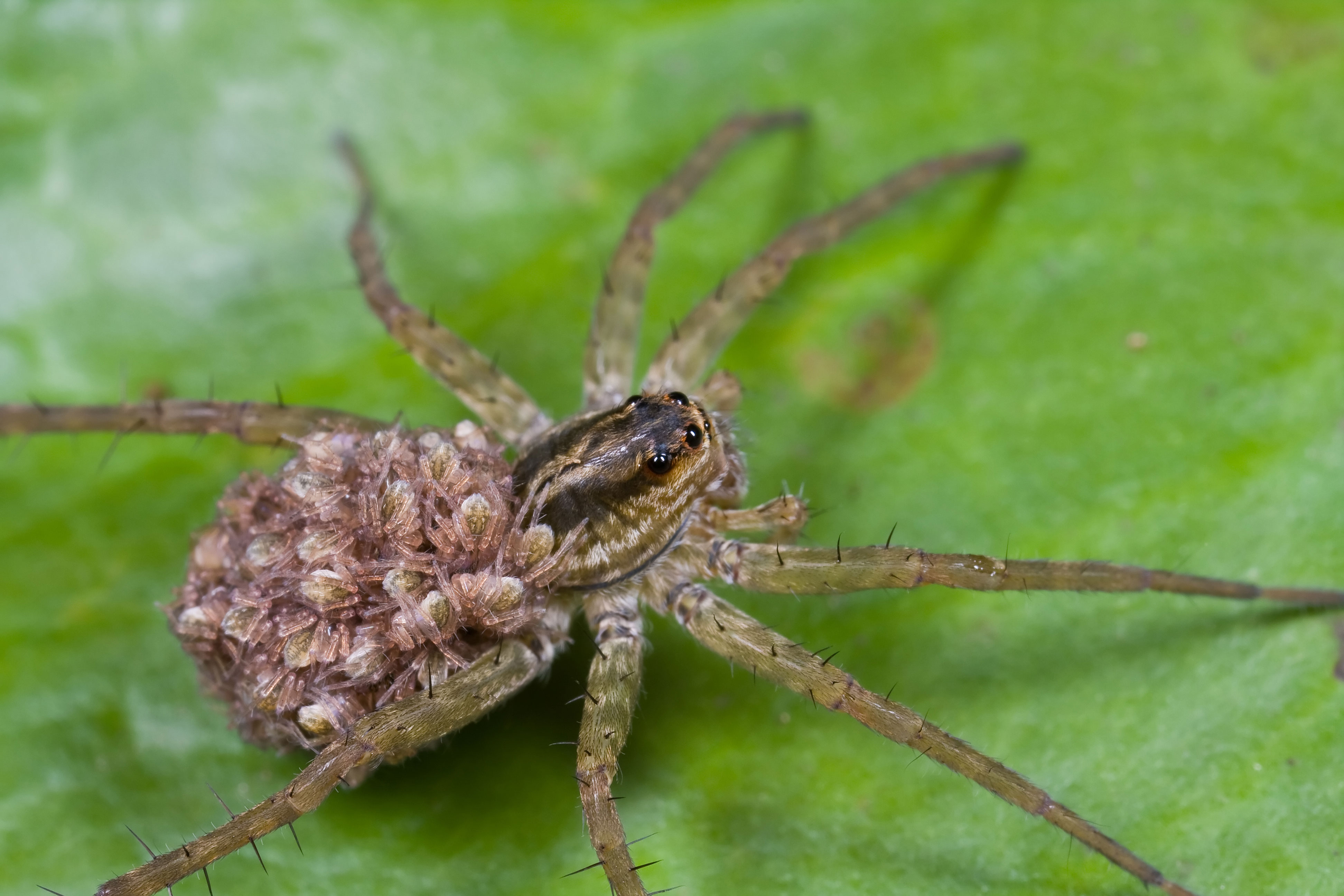 A wolf spider with babies on her back.