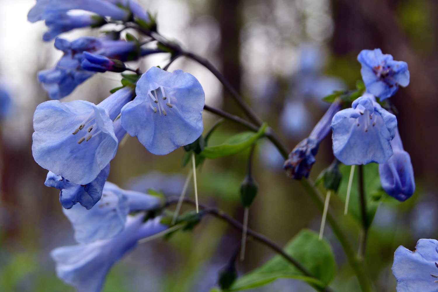 Virginia bluebells growing with other vegetation in the background.