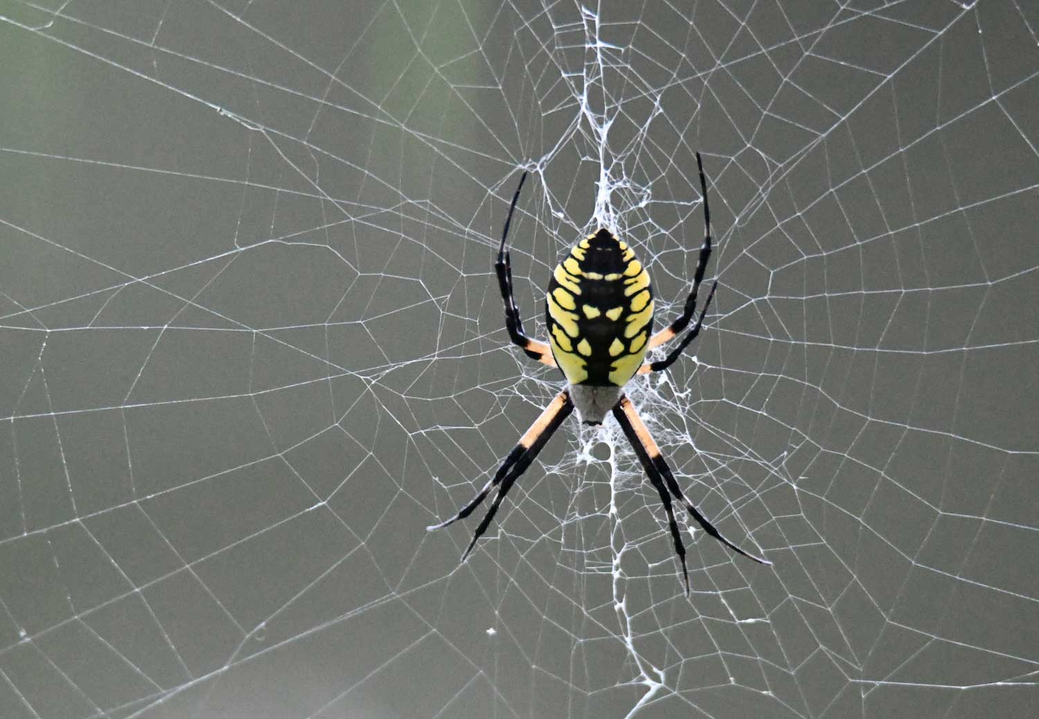 A yellow and black orb weaver in its web.