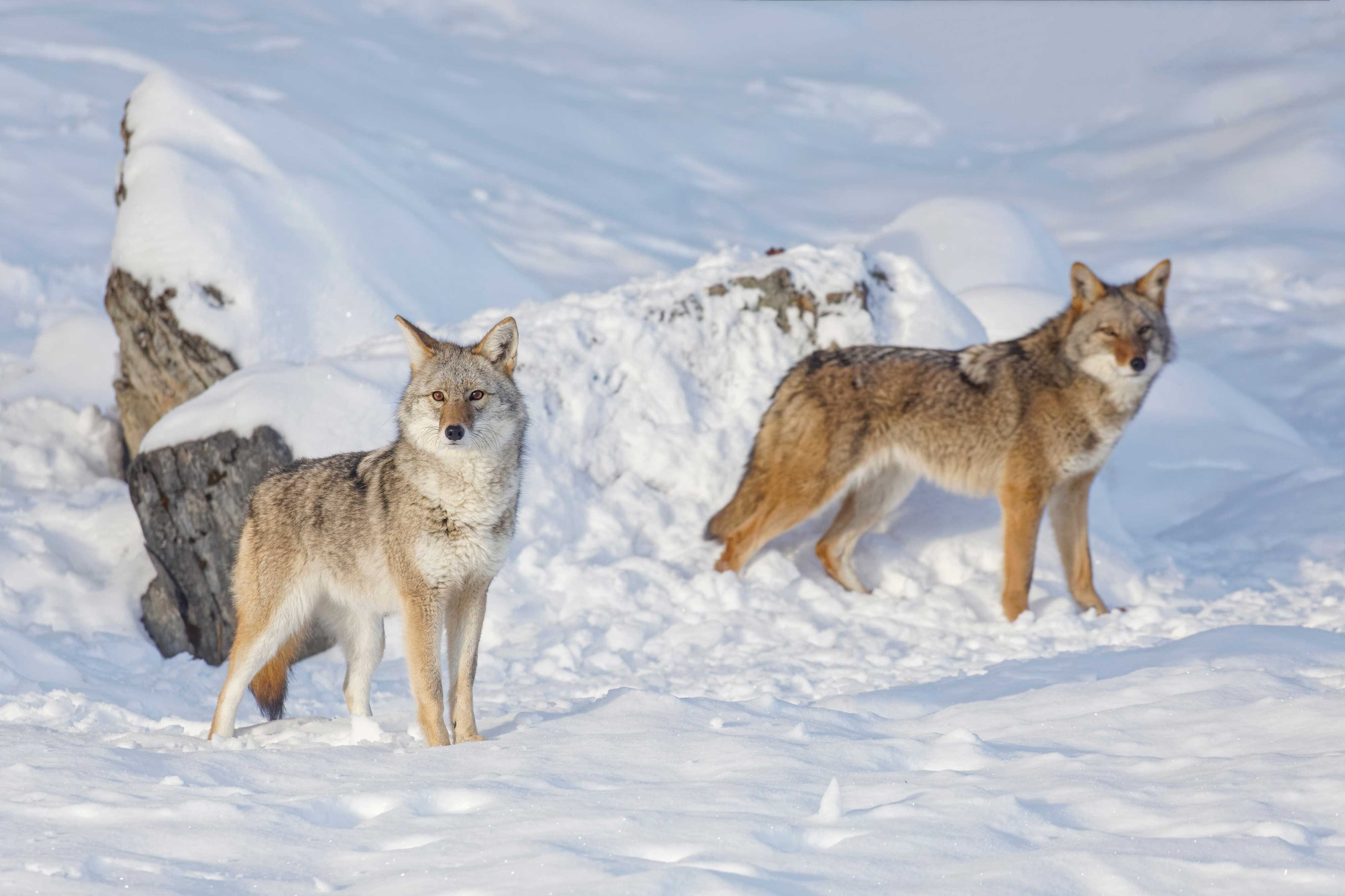Two coyotes standing in a snow-covered field.