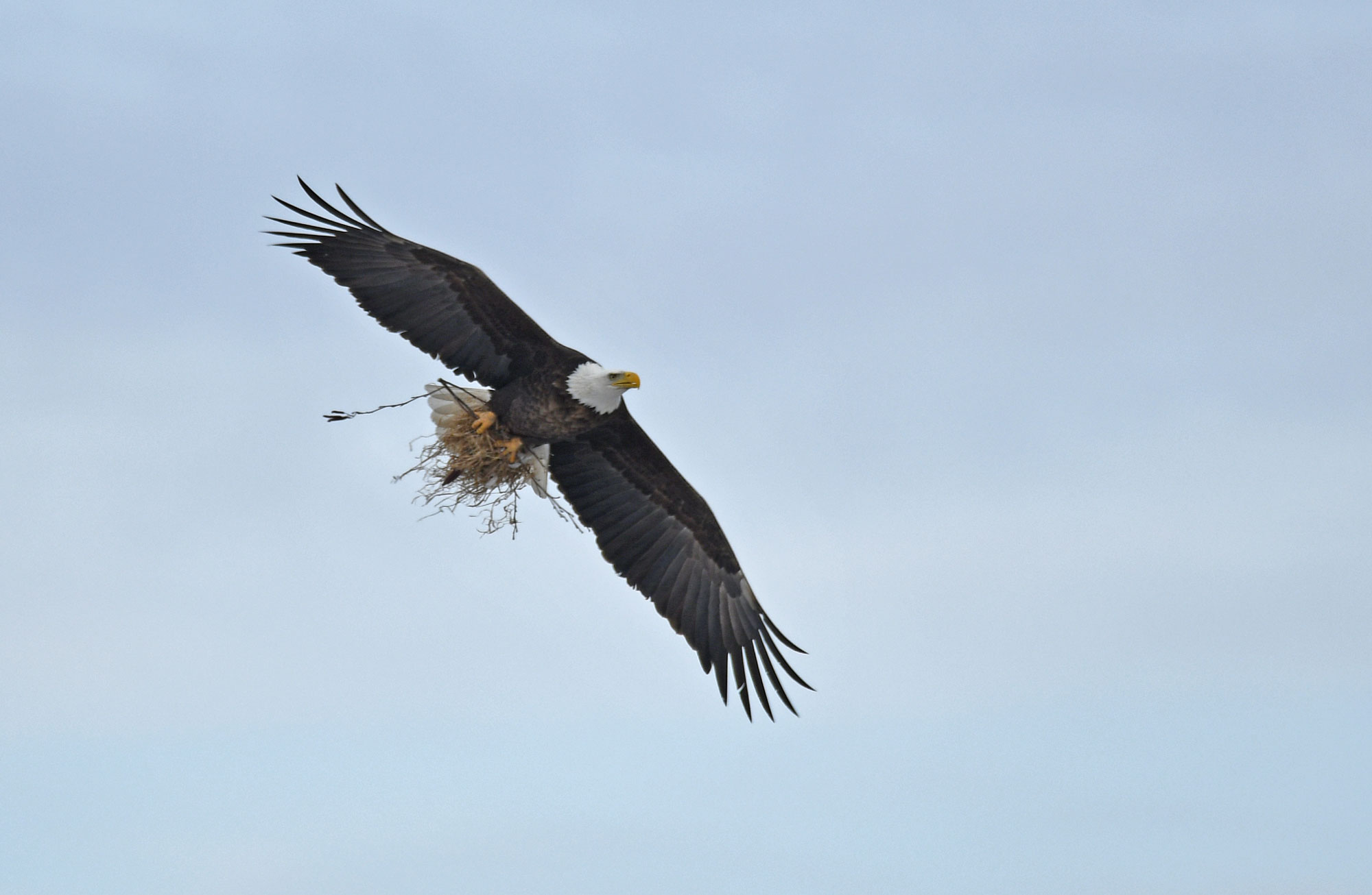 A bald eagle soaring through the air.