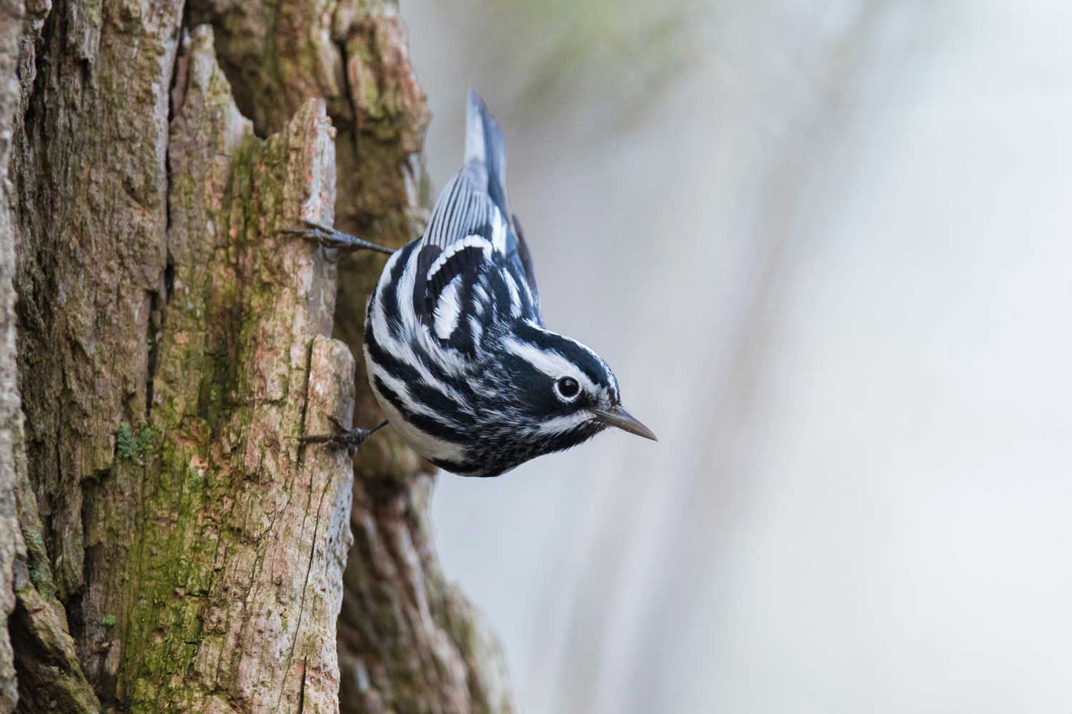 A black-and-white warbler on a tree trunk.