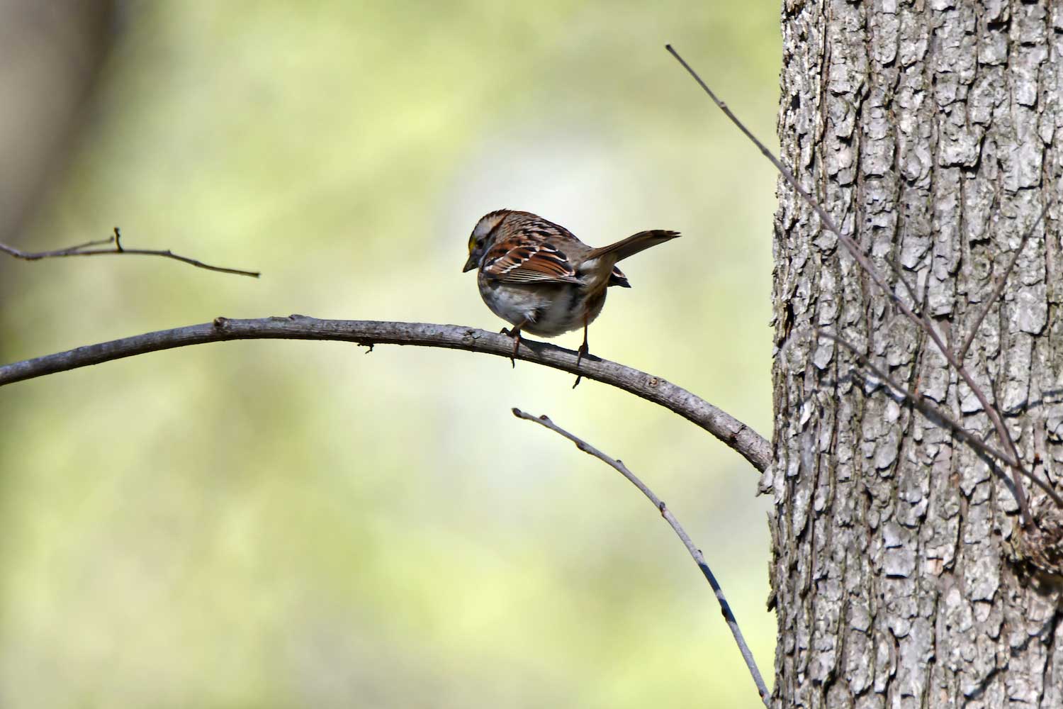 A white-throated sparrow perched on a tree branch.