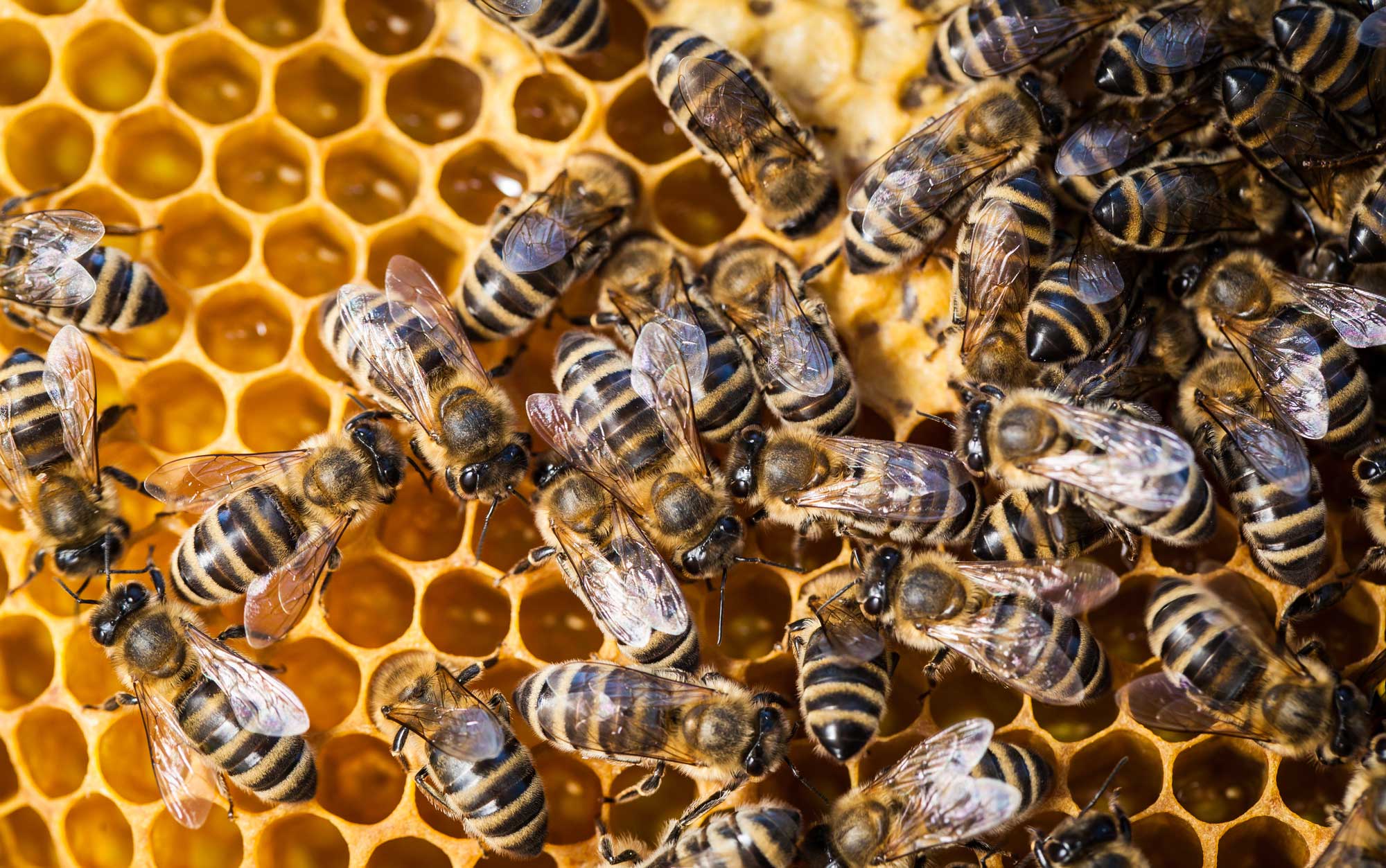 Bees on honeycombs.