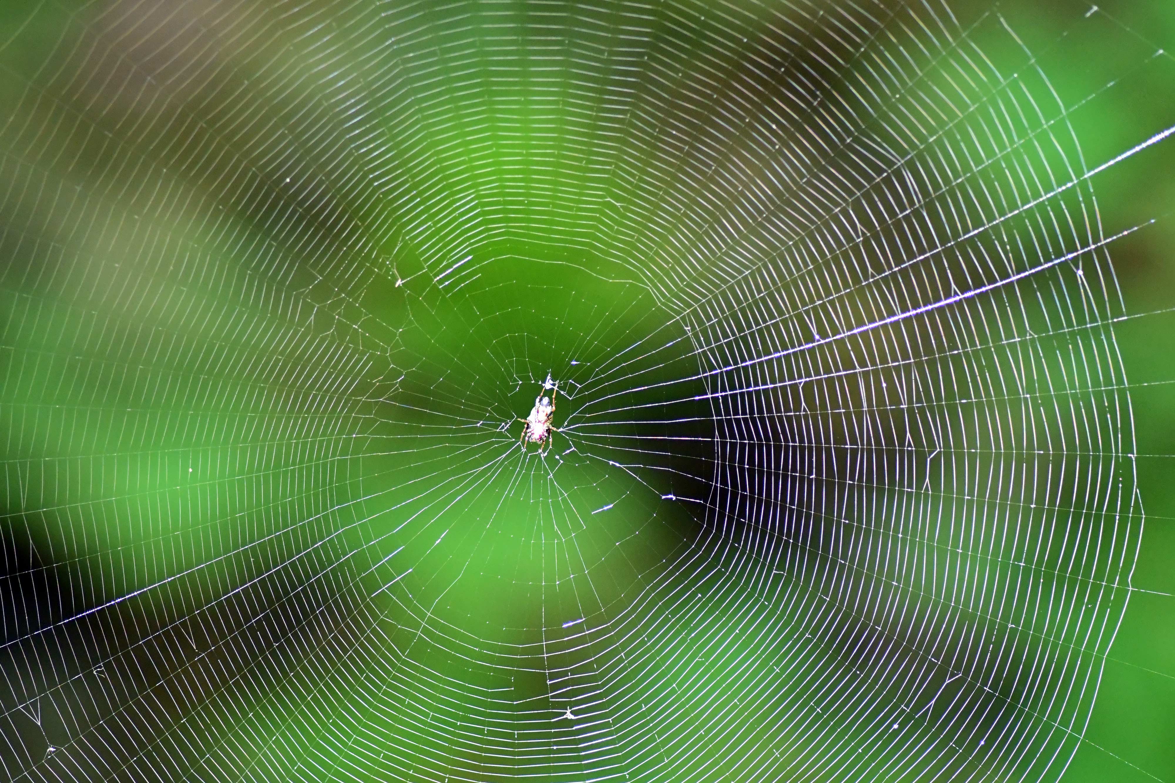 A spiderweb at Hammel Woods.
