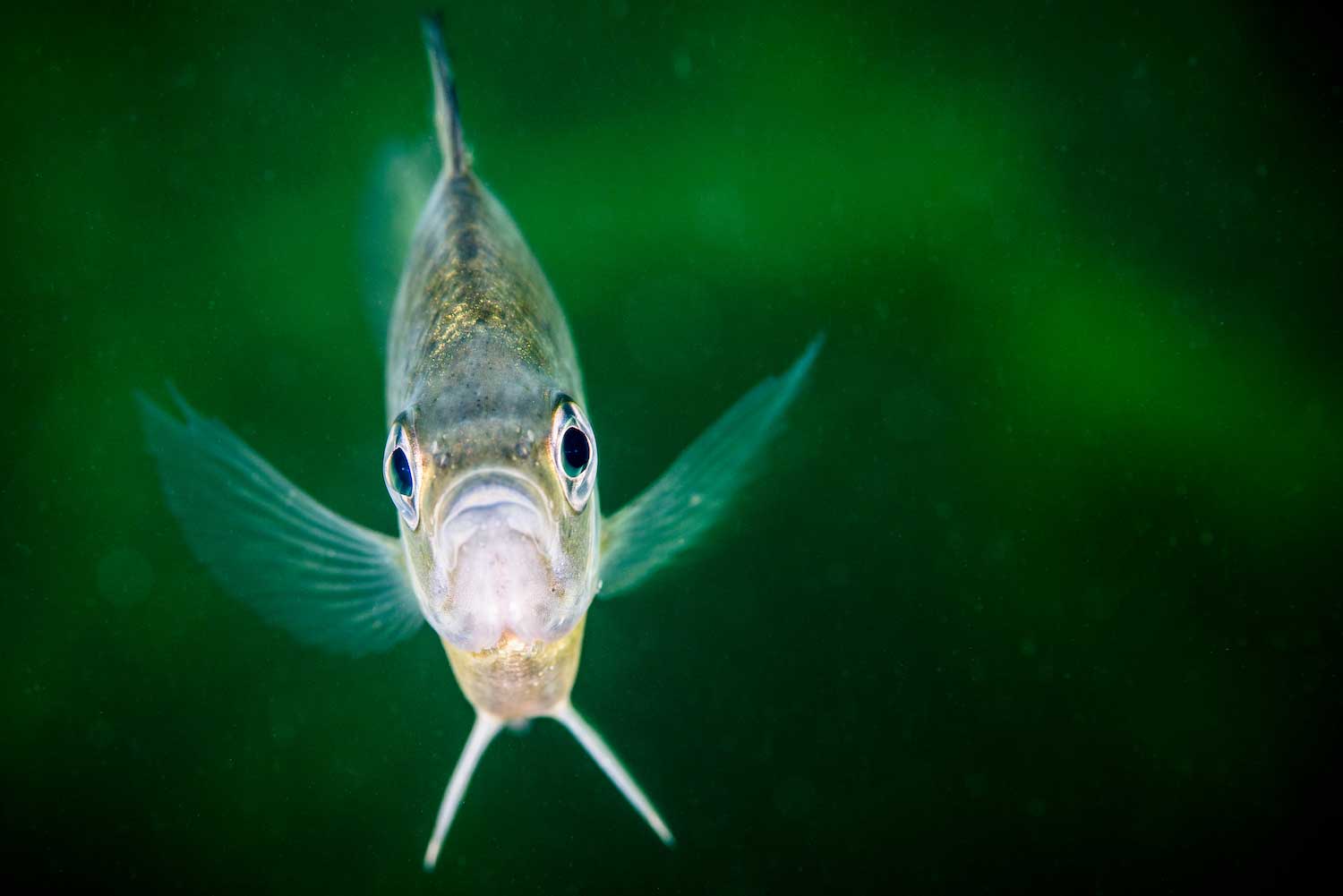 A closeup of a bluegill from underwater.