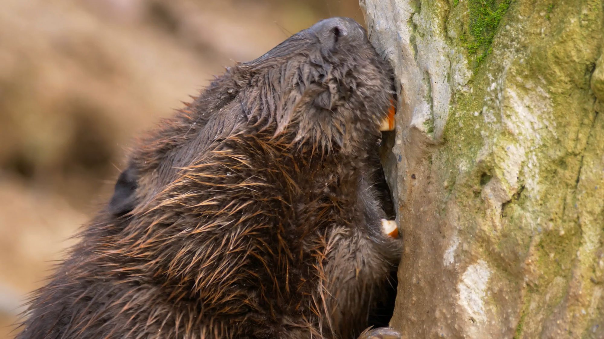 Creature feature: Nature's lumberjack, the beaver | Forest Preserve  District of Will County