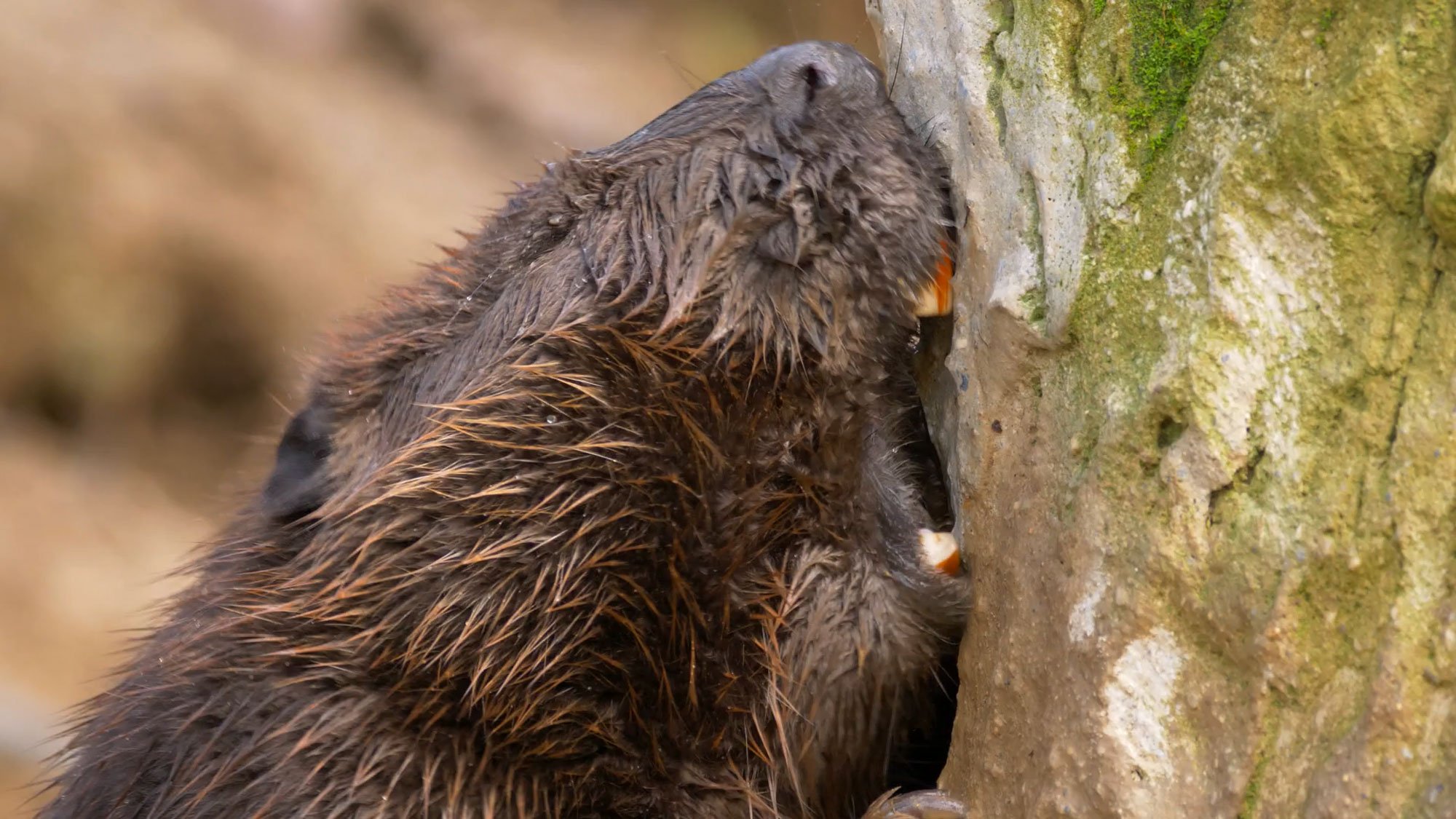 Beaver chewing wood